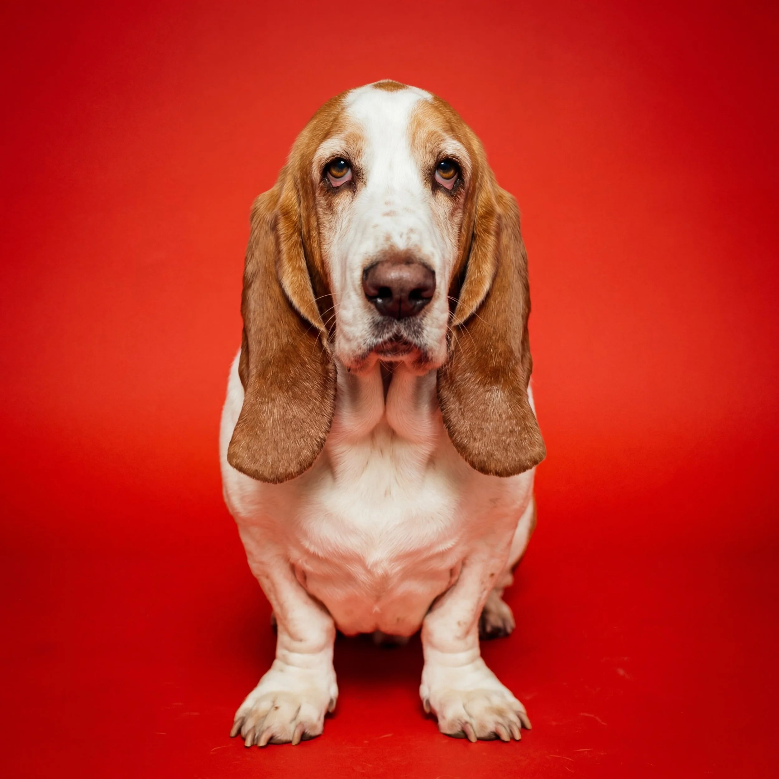 Ein nahaufnähmer Hund mit langen Ohren, braun-weißer Fellfarbe, auf orangefarbenem Hintergrund.