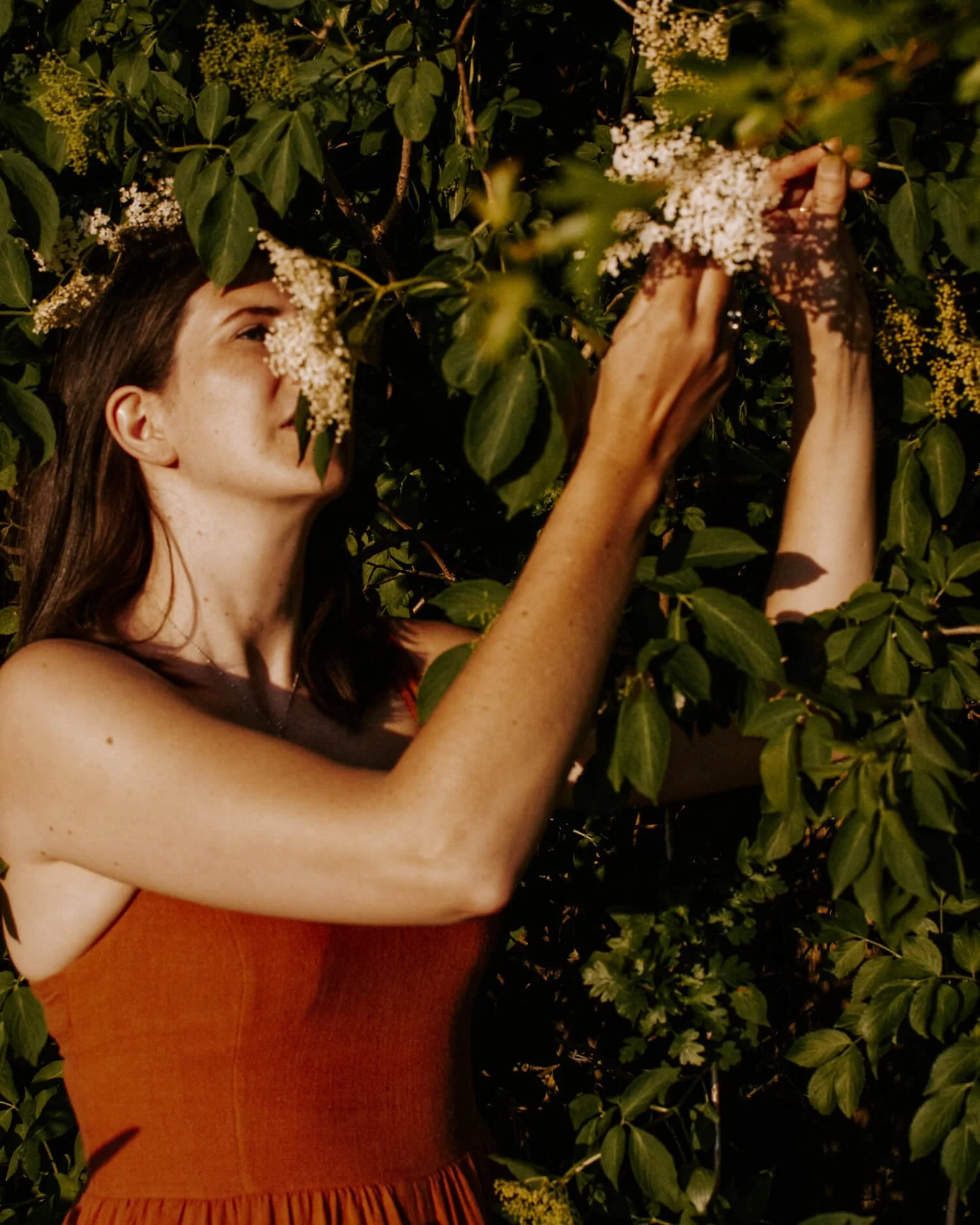 Gathering Elderflower on a summer's evening, for Elderflower Cordial Recipe - Josephine Brooks.jpg