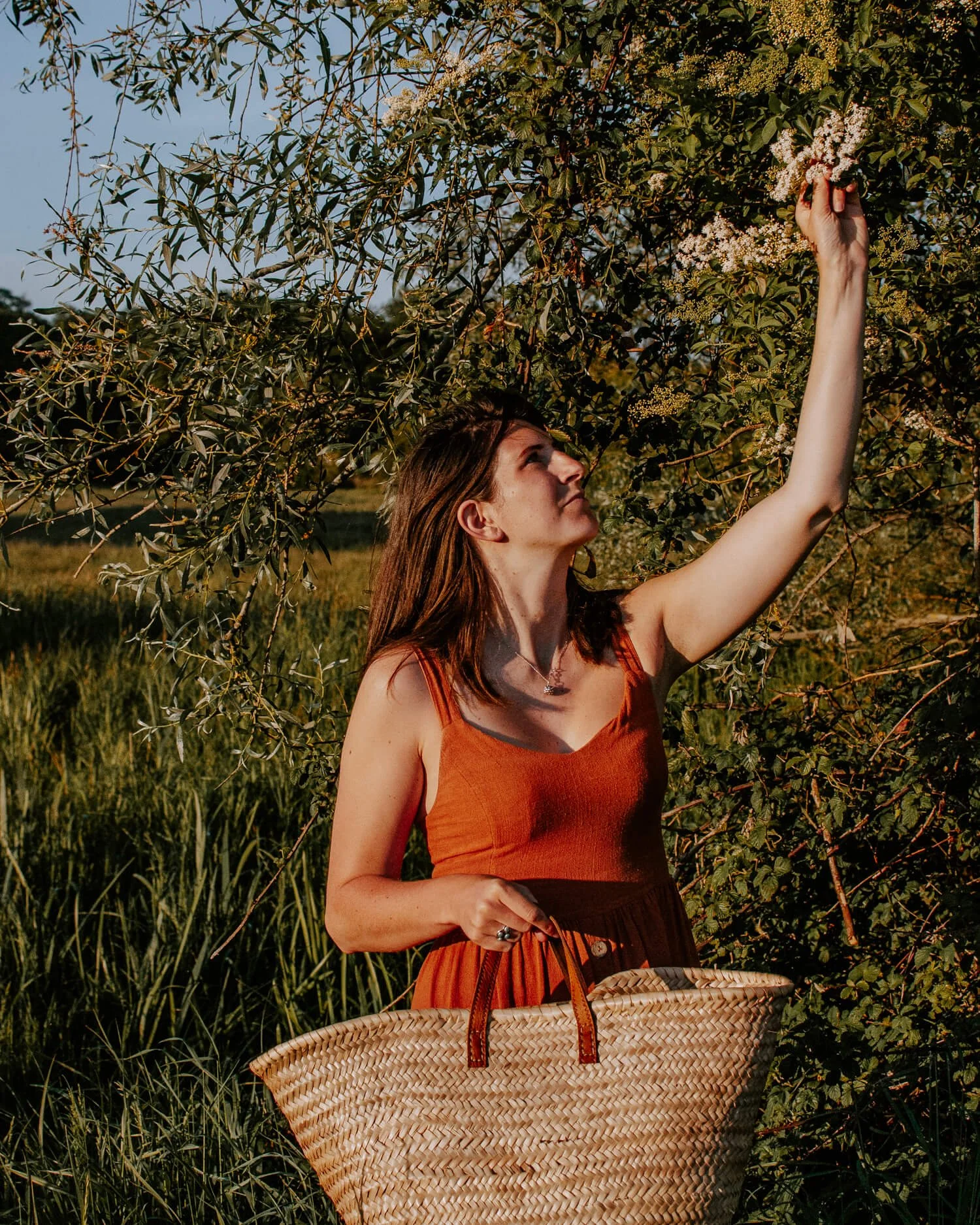 Elderflower Cordial - gathering Elderflower heads - Josephine Broooks.jpg