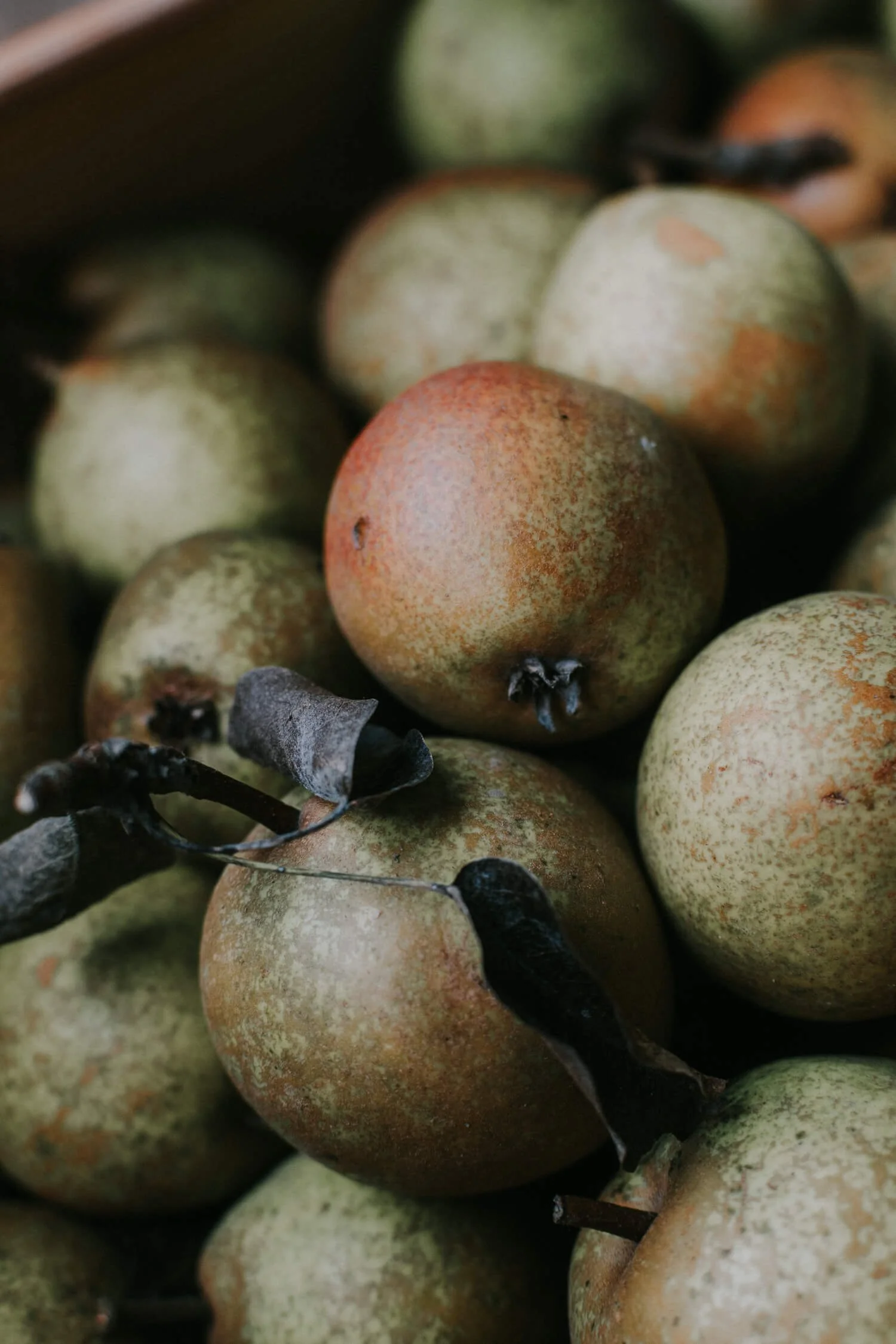 Foraged pears - Josephine Brooks