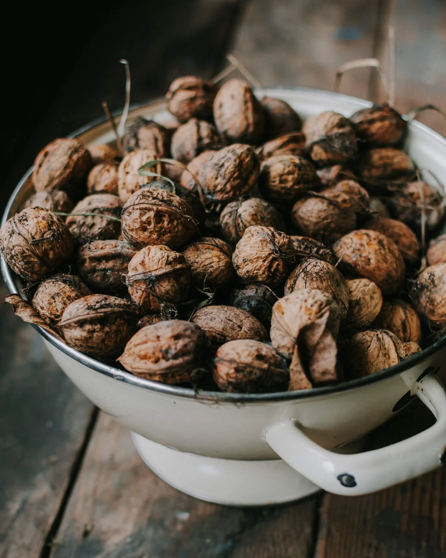 Forages walnuts - Josephine Brooks