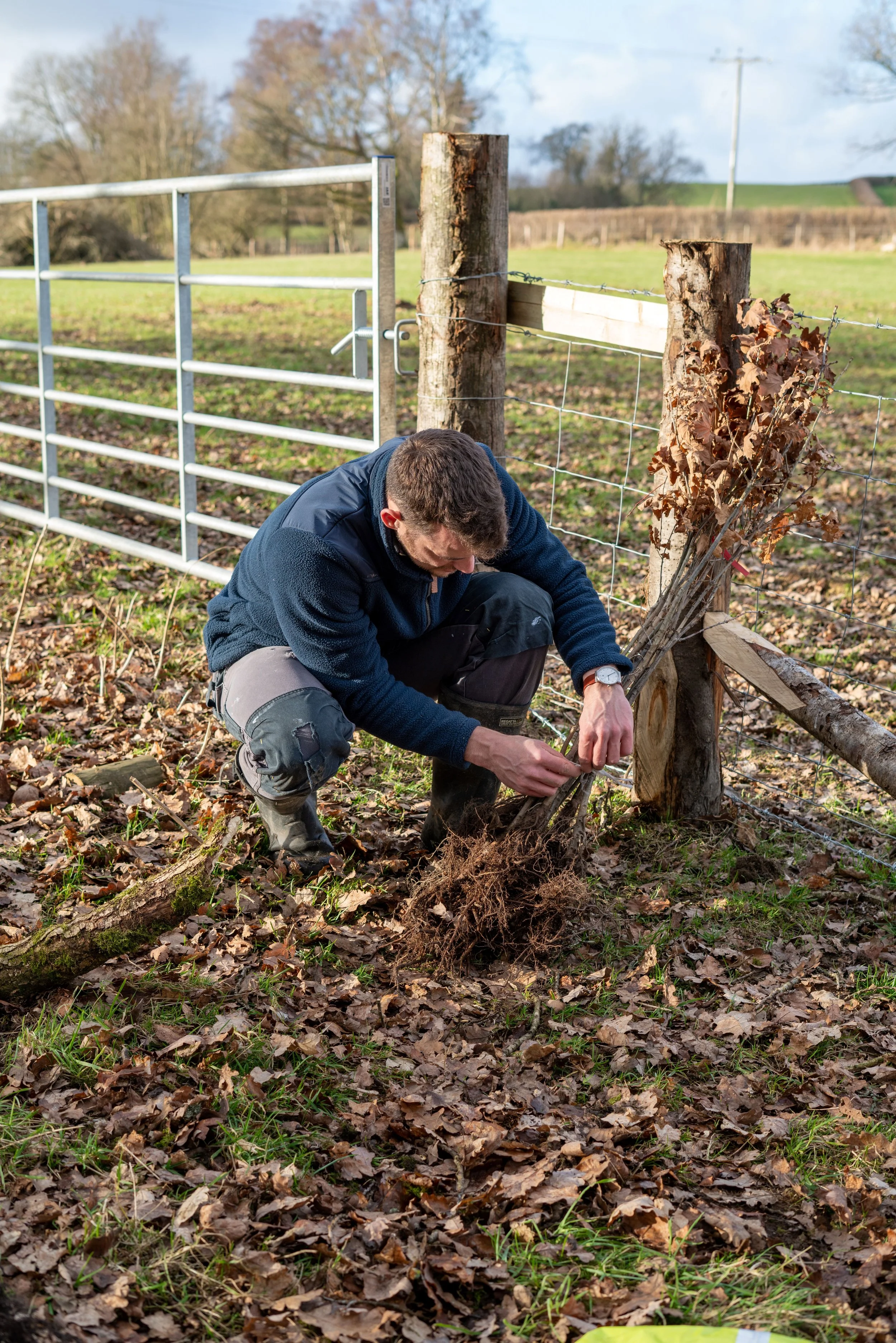Removing the string holding the bunches of saplings together.