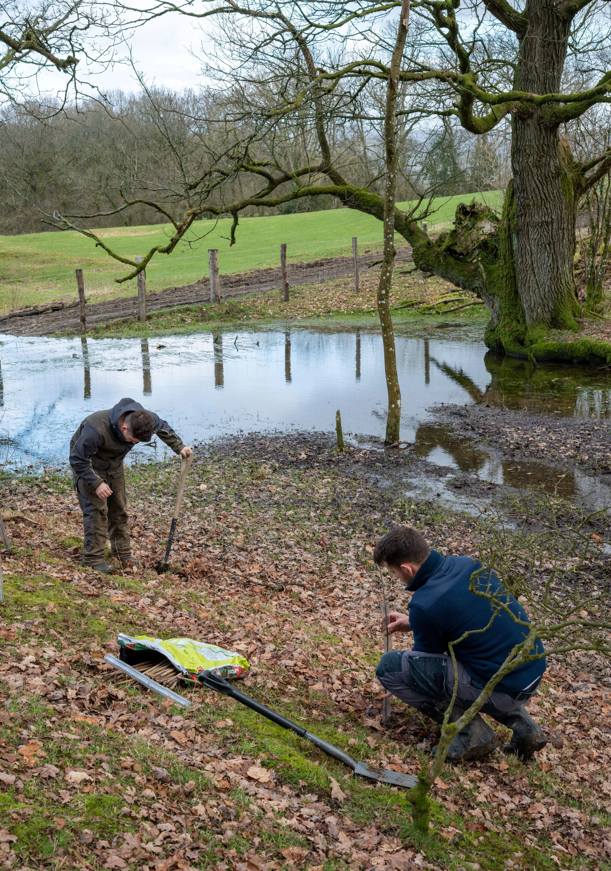 Two volunteers planting willow saplings next to a pond.
