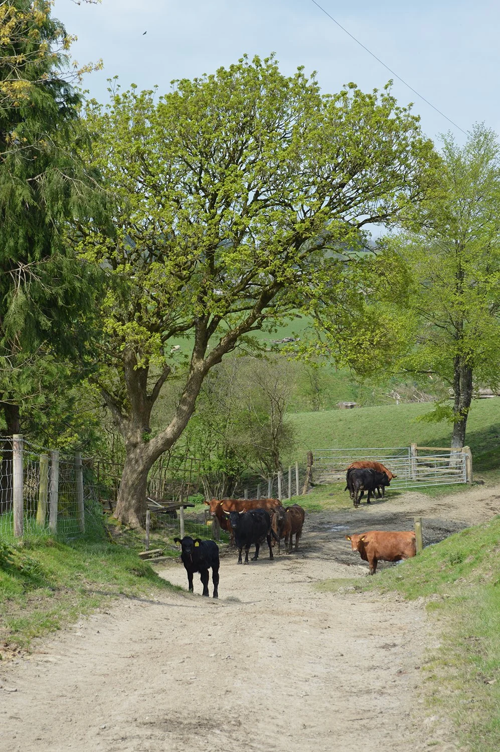 Cows_01.JPG