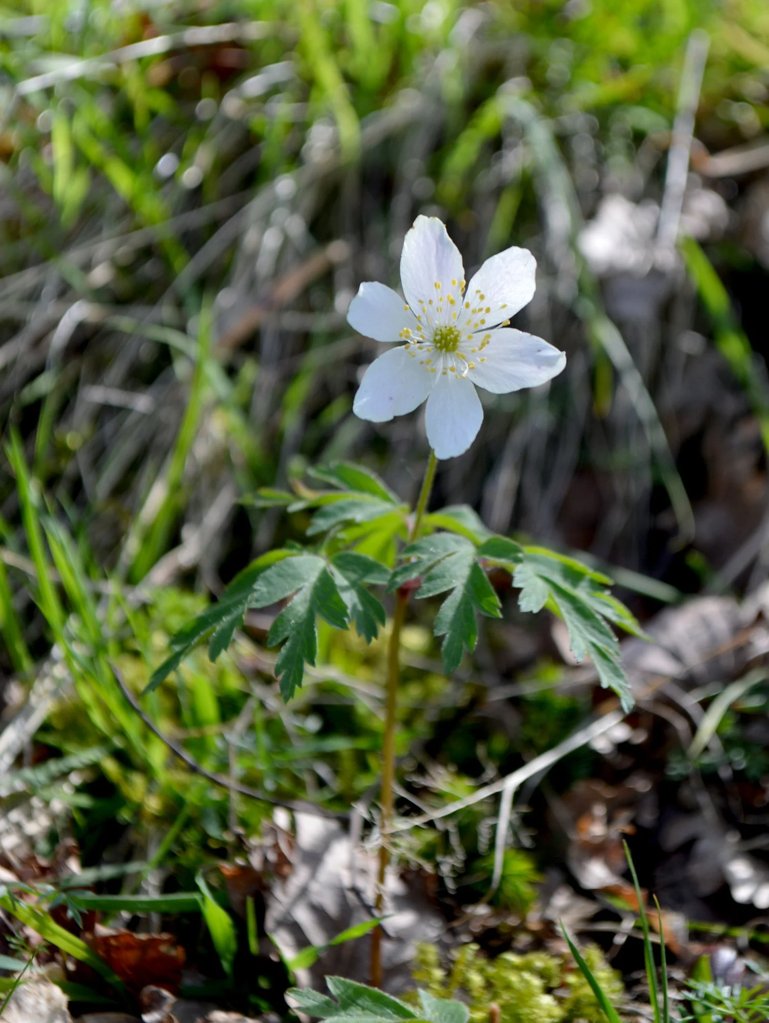 DSC_0052.JPG