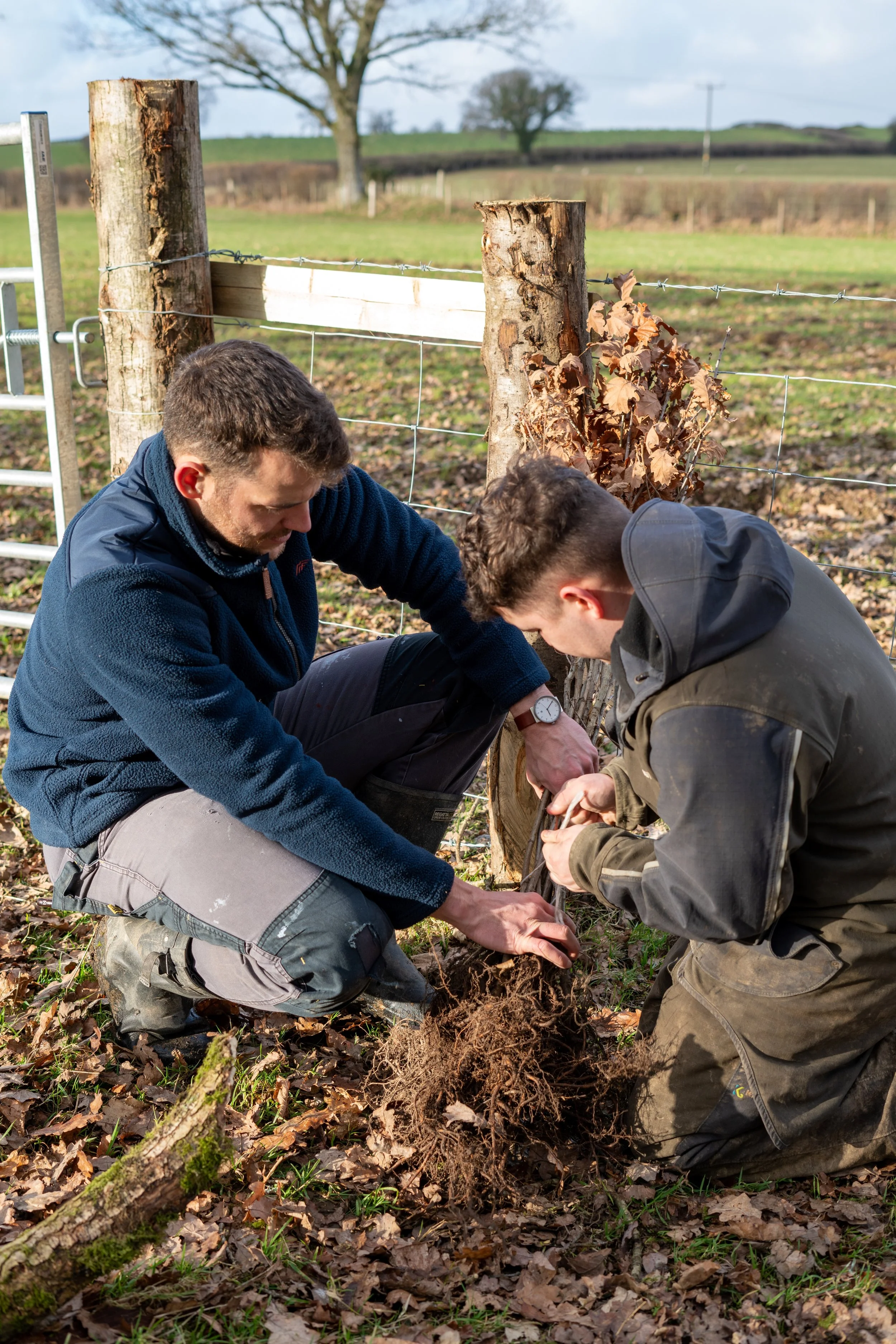 Unwrapping the saplings.