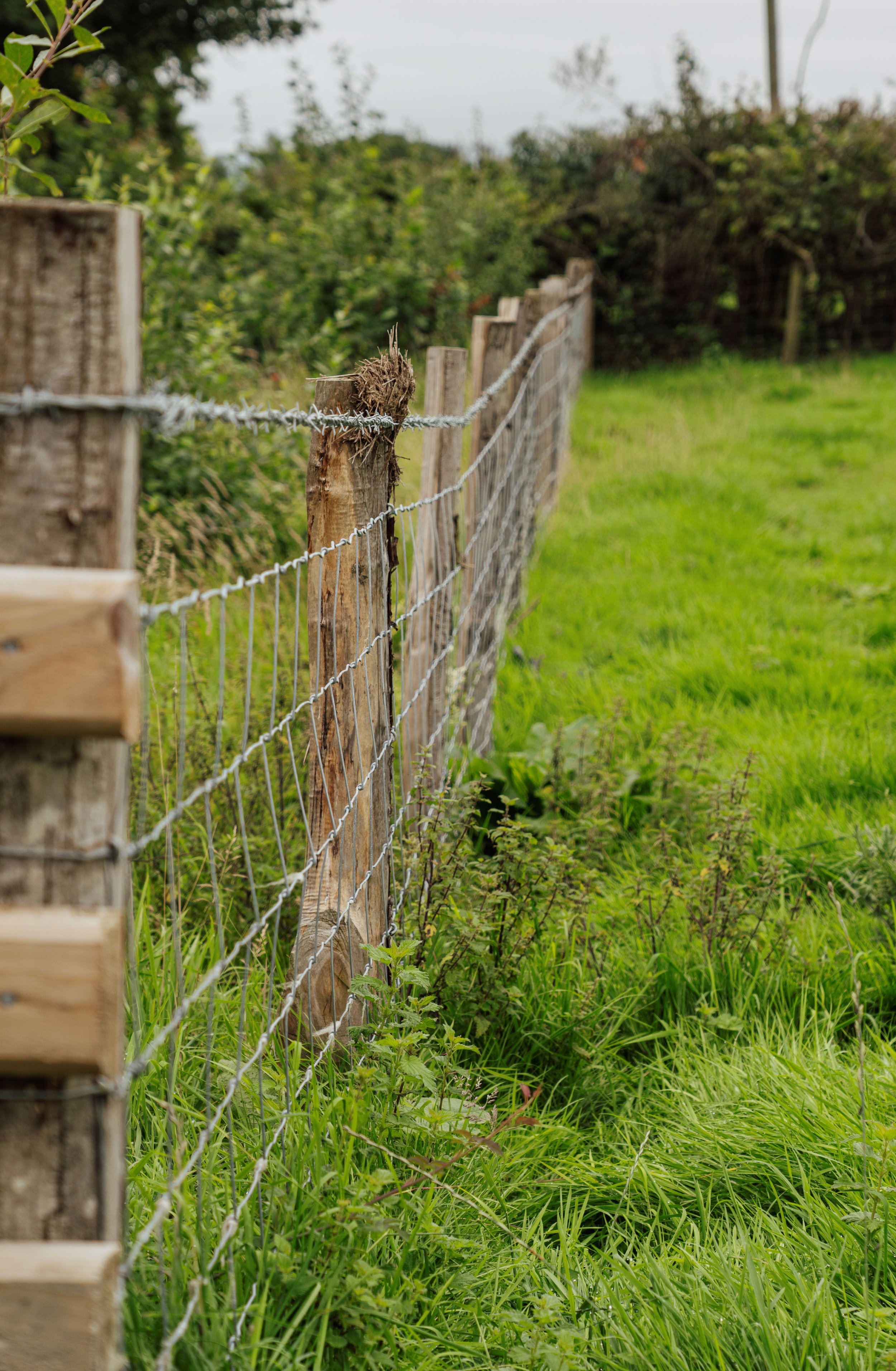 Chestnut fencing stakes.