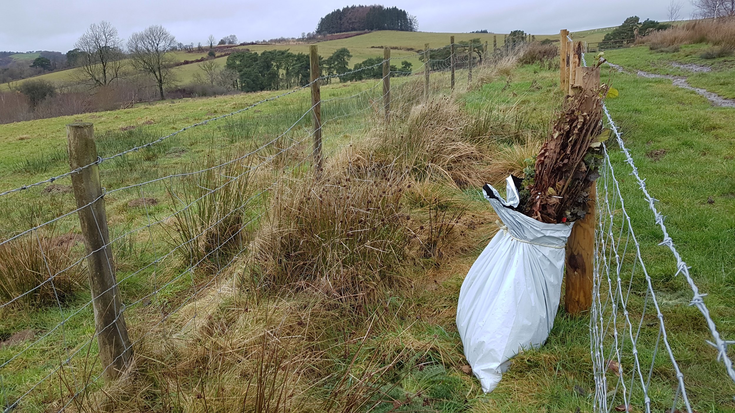 Upper Sign Hedge Planting 1.jpg
