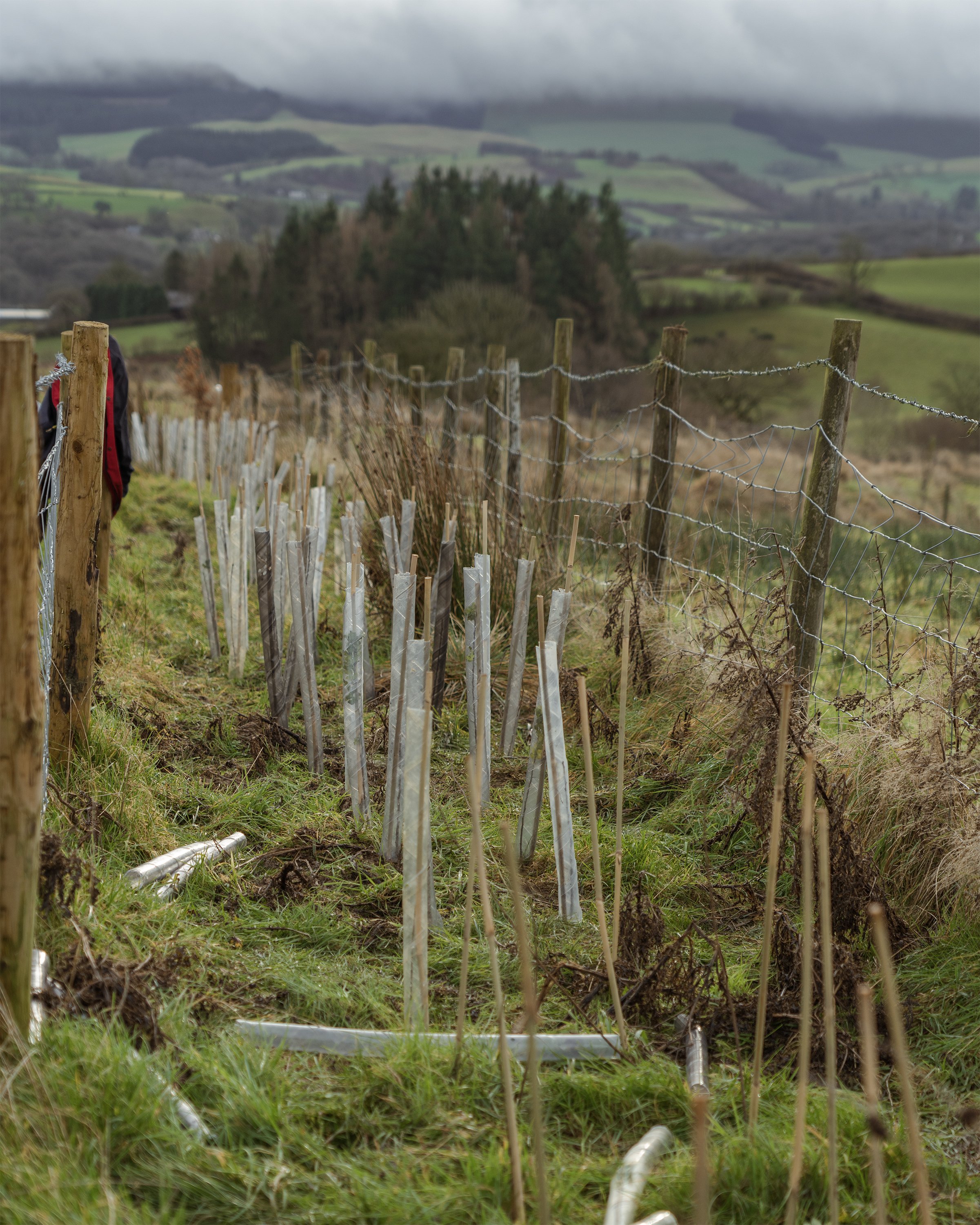 Hedge Planting Llanbister_1.jpg