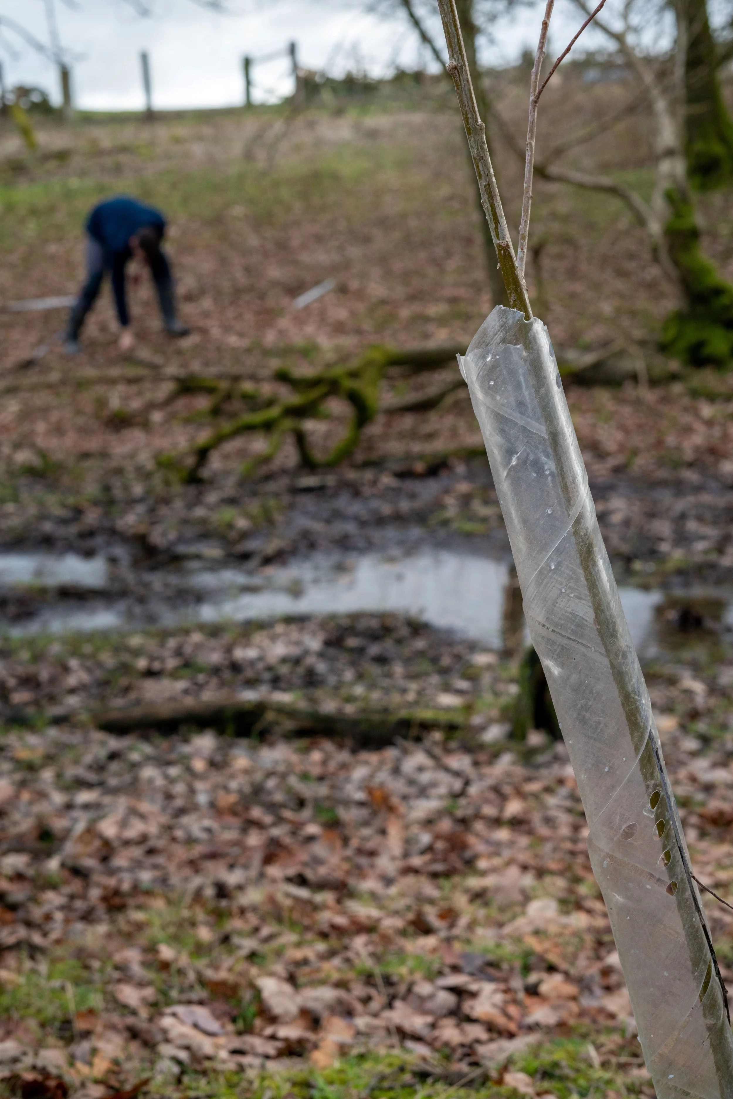 A close up of a sapling being protected by a tree-guard.