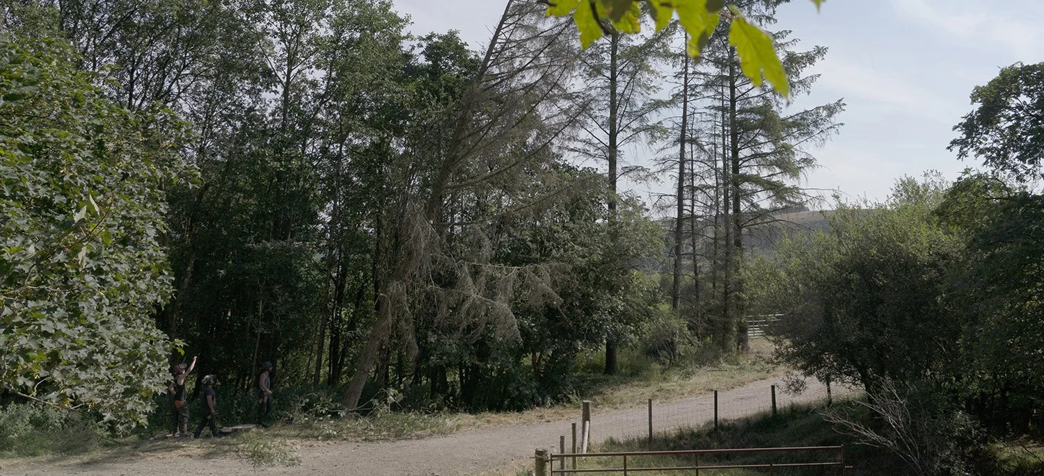 Managing Woodland