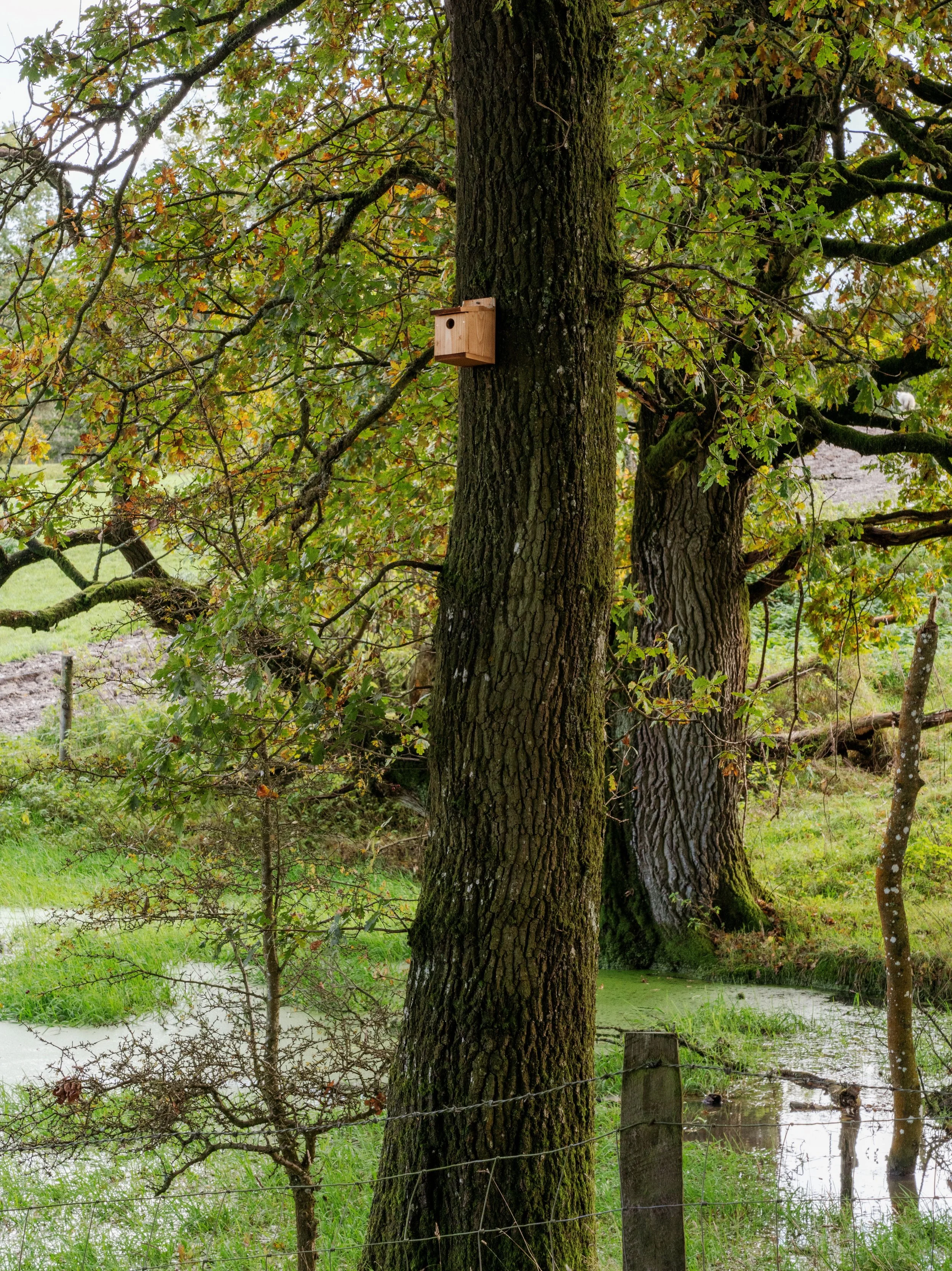 On a tree next to the pond a bird box has been erected.