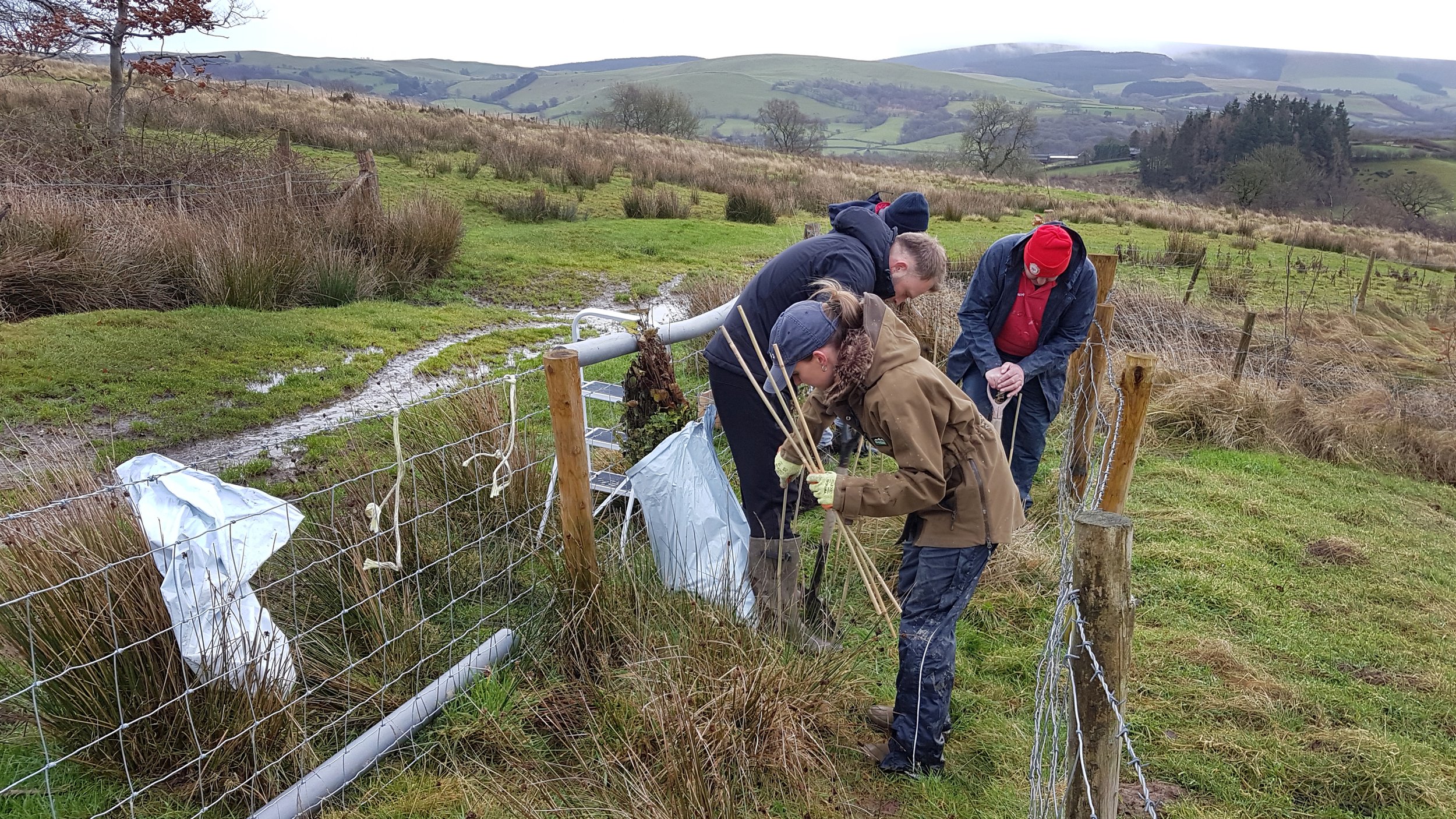Upper Sign Hedge Planting 5.jpg