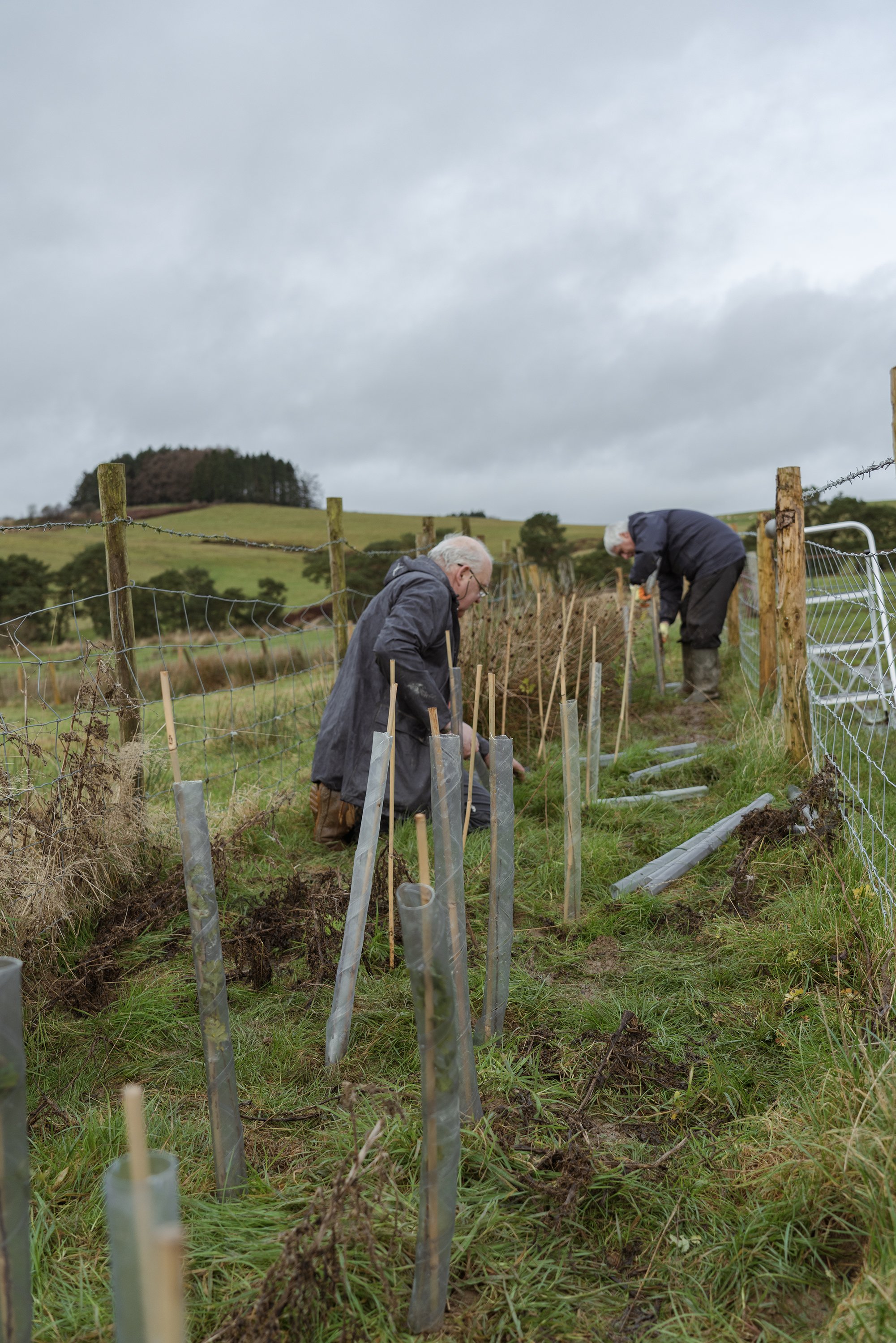 Hedge Planting Llanbister_2.jpg