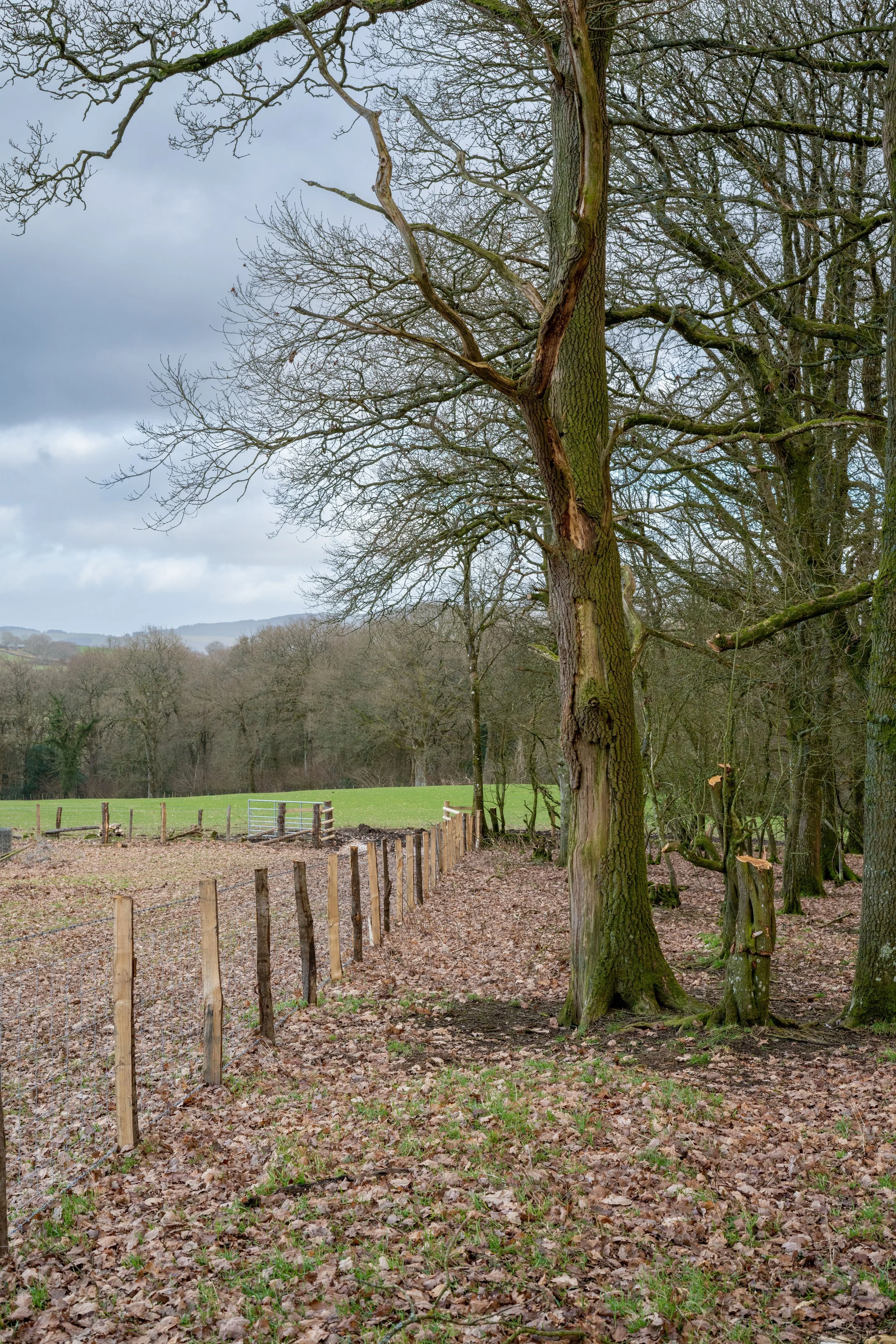 A new fence line protects the woodland area from over-grazing.