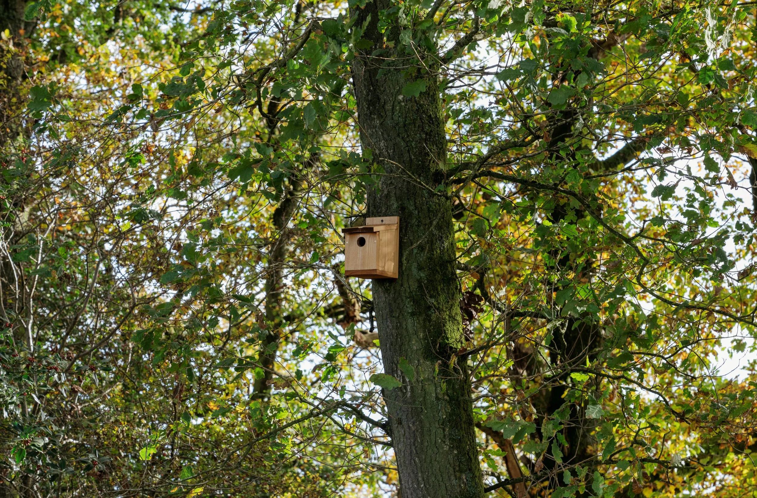 A bird box placed high up in a young tree.