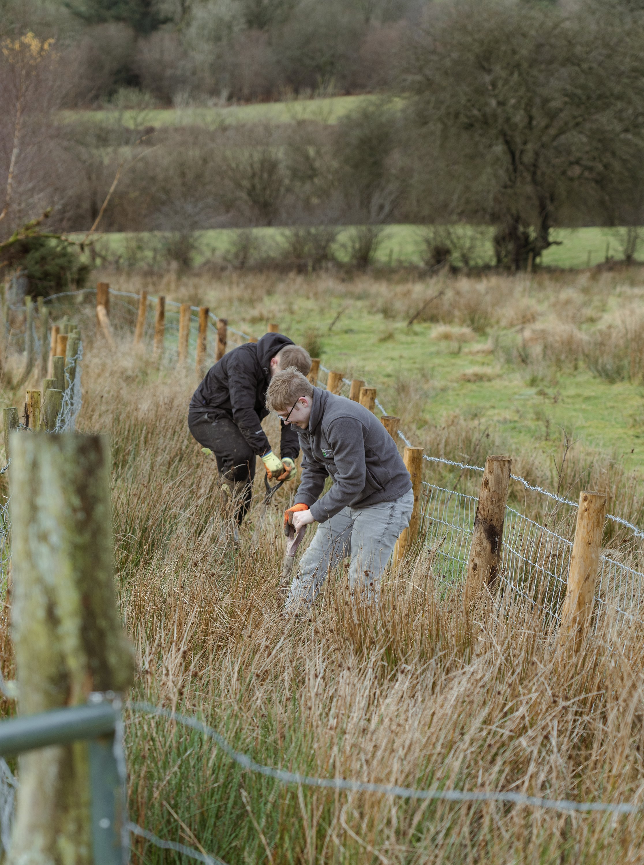 Hedge Planting Llanbister_5.jpg