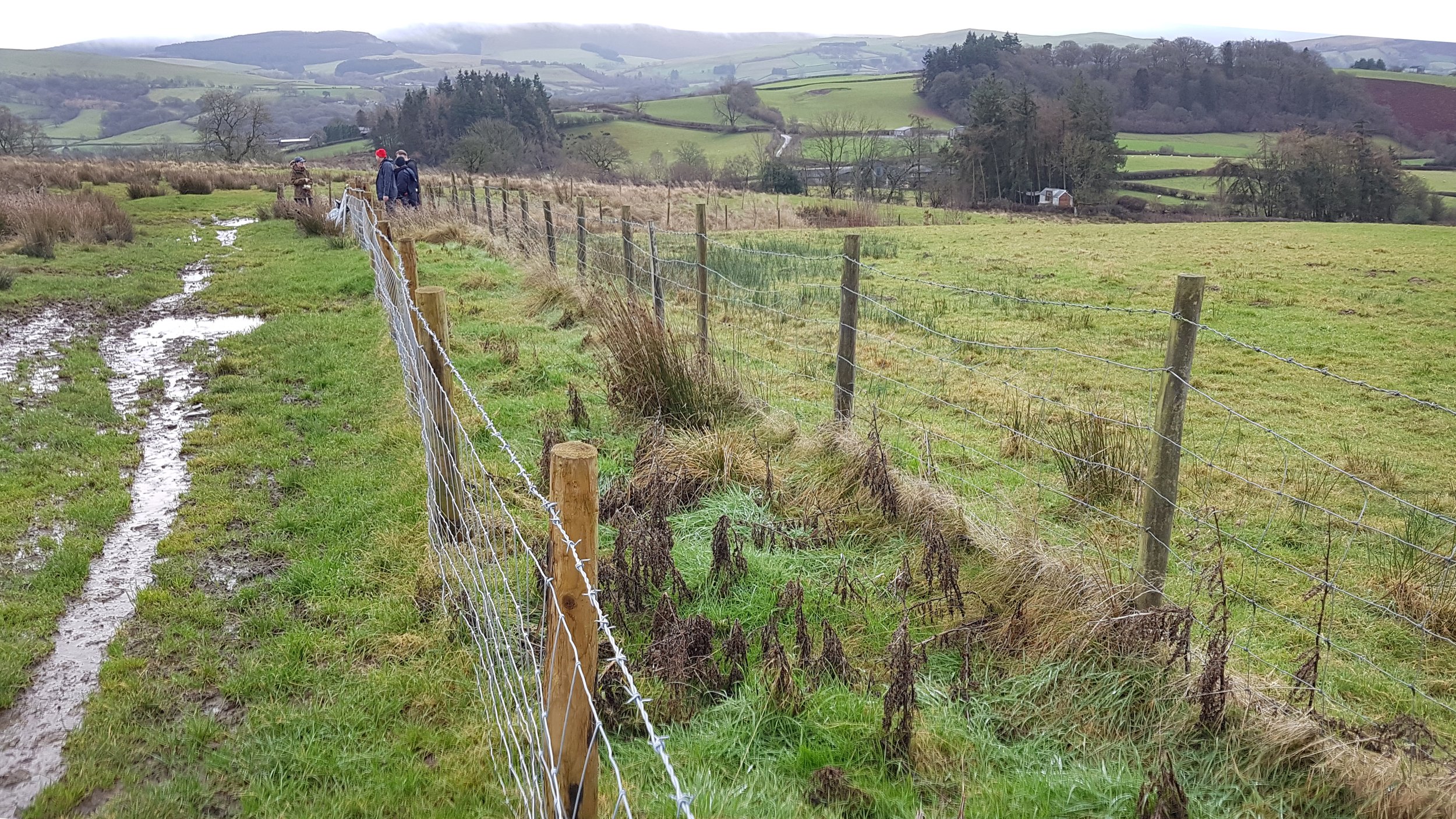 Upper Sign Hedge Planting 2.jpg