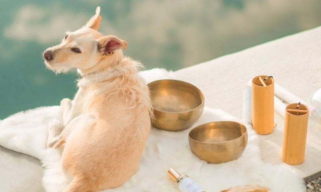Chewy | Letizia Silvestri Animal Sound Healing