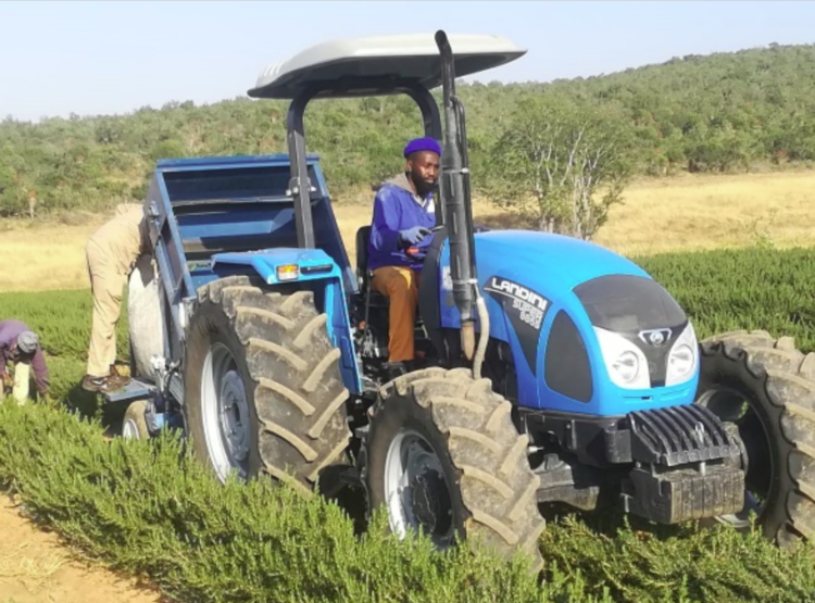 Essential oils: A balm for emerging farmers (farmer's weekly)