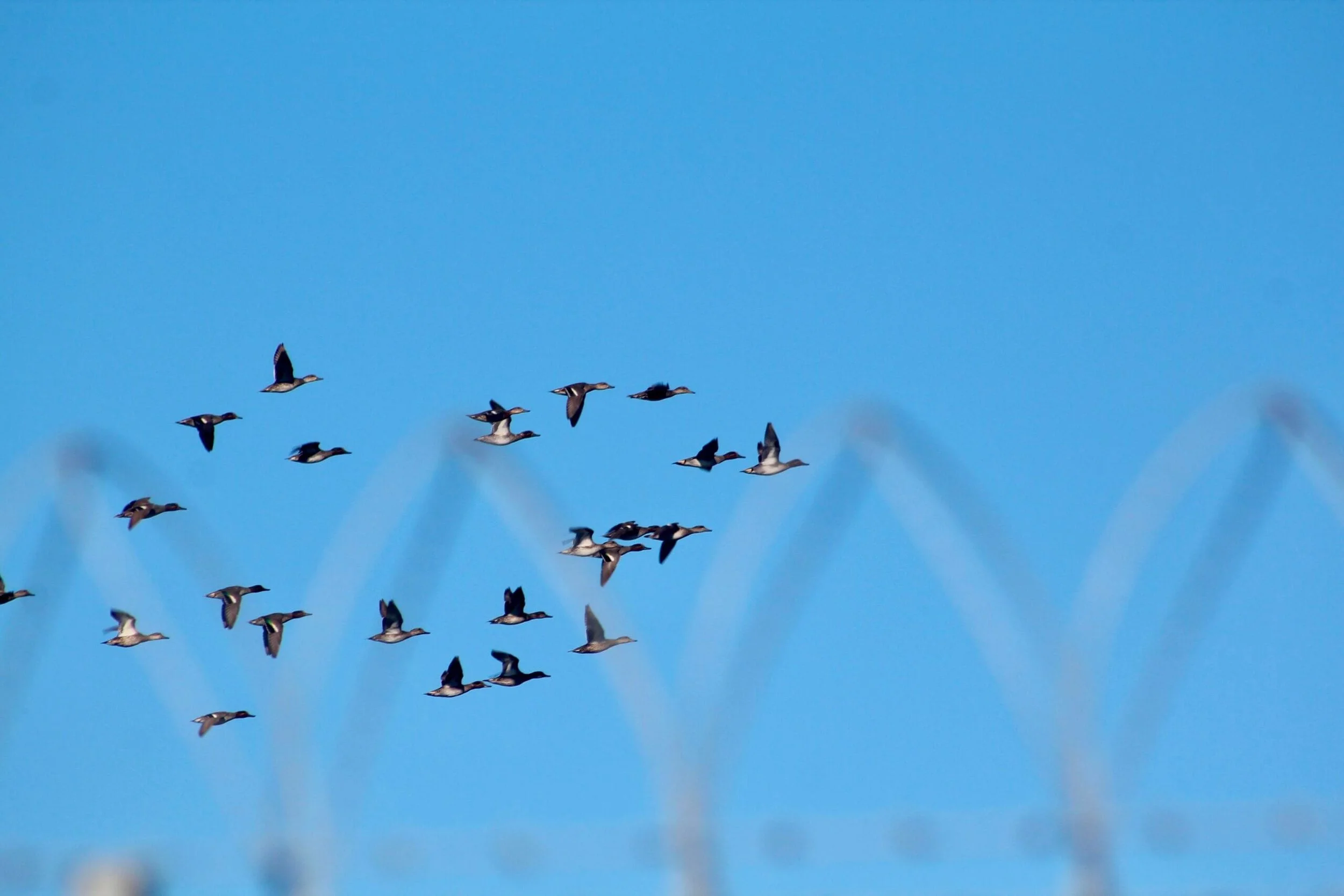 Vlora-Narta Bird Ringing &amp; Art Residency