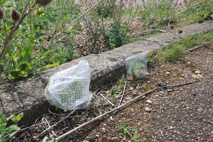 IMG_6052 copy 2.jpeg