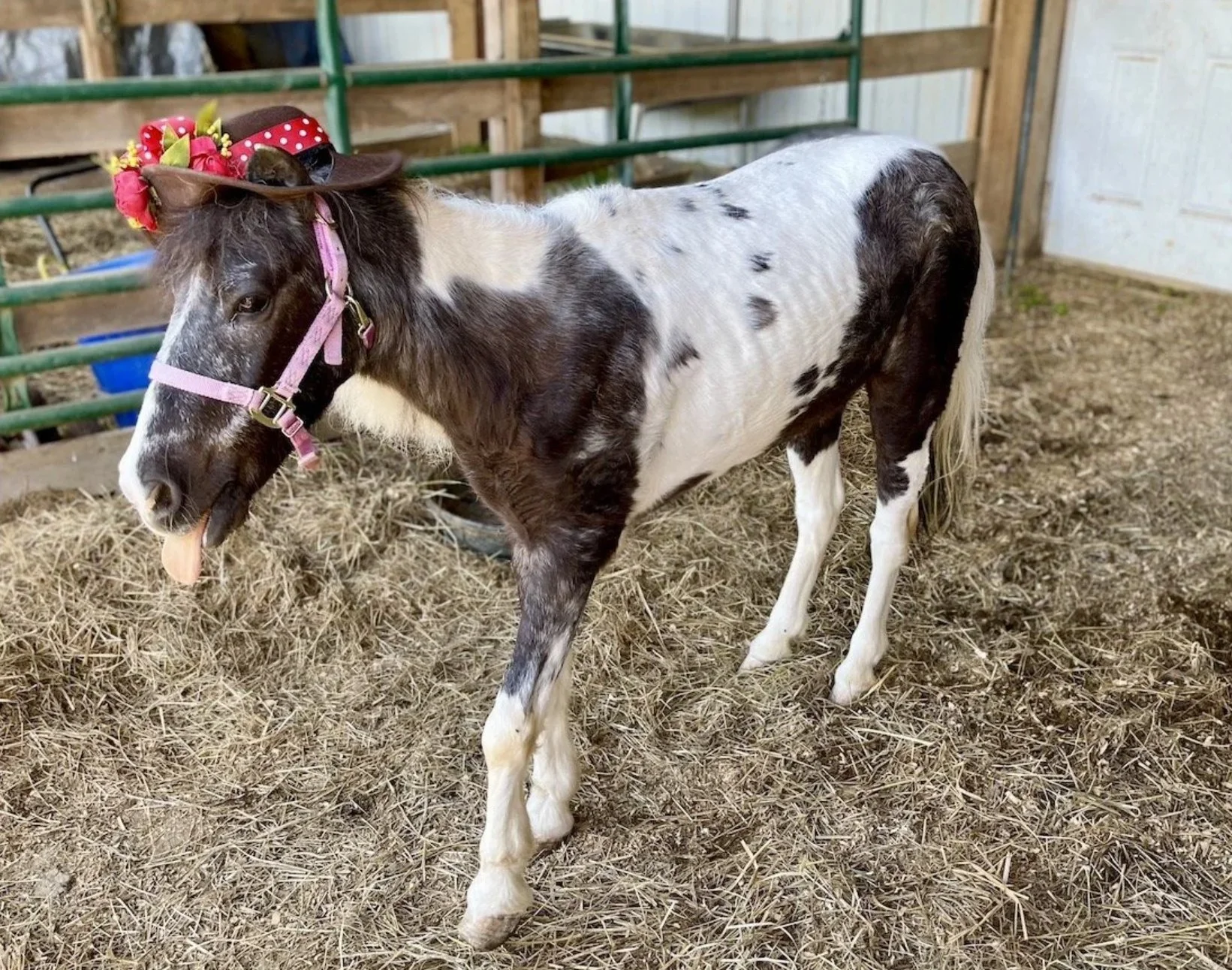 Little Pango came to us via a dog rescue in East Tennessee.  Her original owner was in Southern Virginia and unfortunately had died in the severe flooding in that area 4 years earlier. 

Friends and family tried to take care of Pango by turning her o