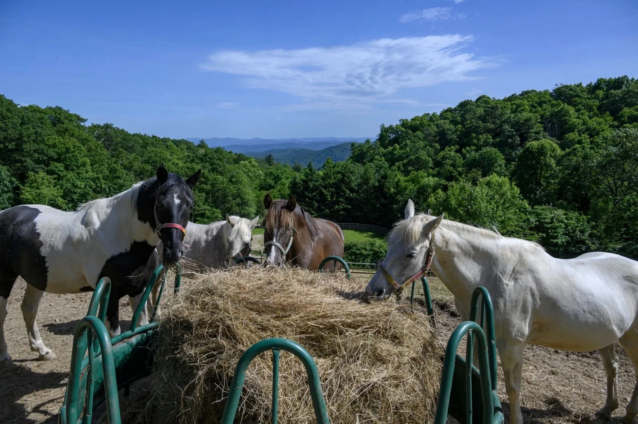 Hay is love in every bite. 🐴❤️ Last year alone, our herd enjoyed 400 square bales ($8.50 each) and 52 round bales ($35 each) to stay healthy and strong. With costs rising and new residents arriving, your support makes all the difference.

Every bale