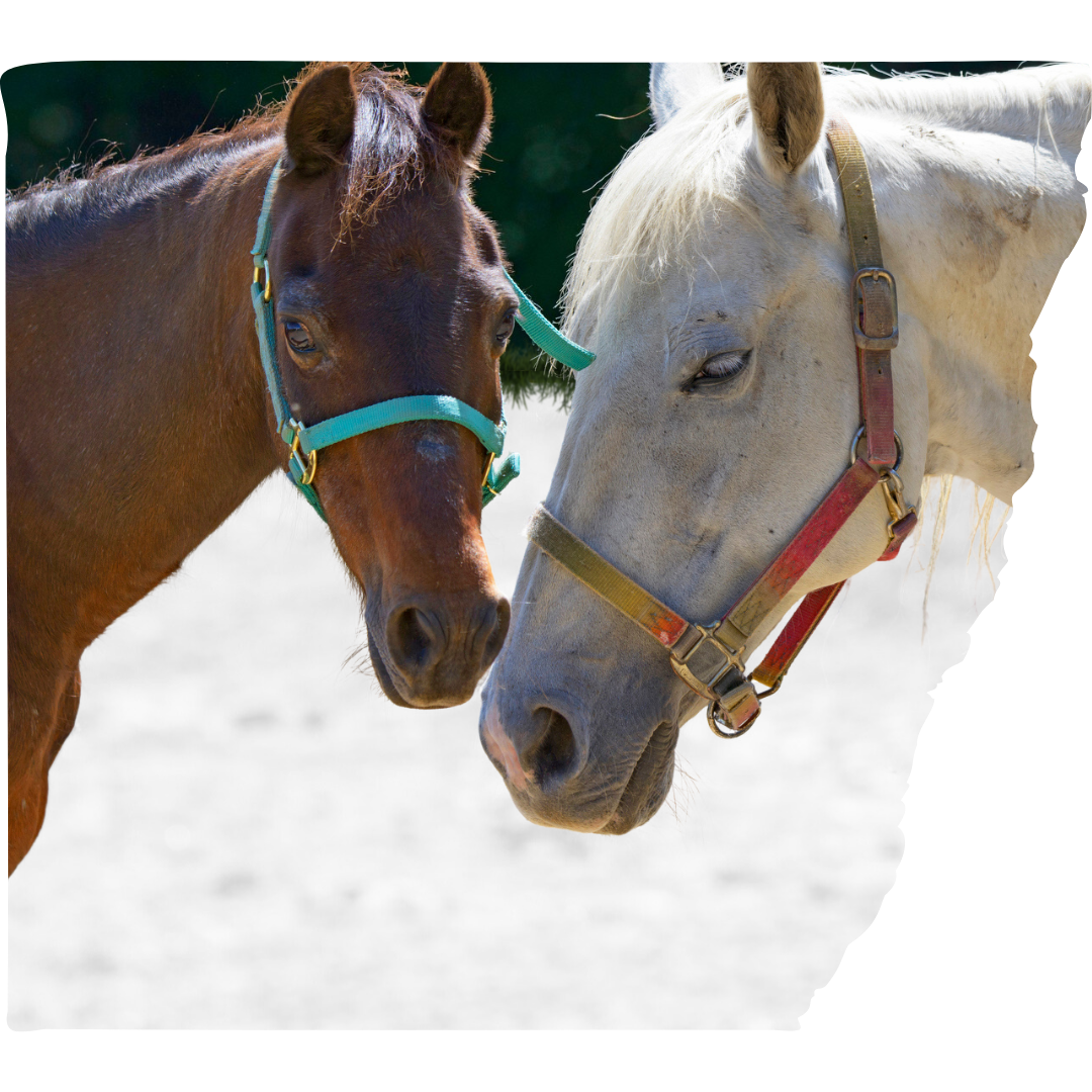 Merry Christmas from Southern Sun Farm Sanctuary!