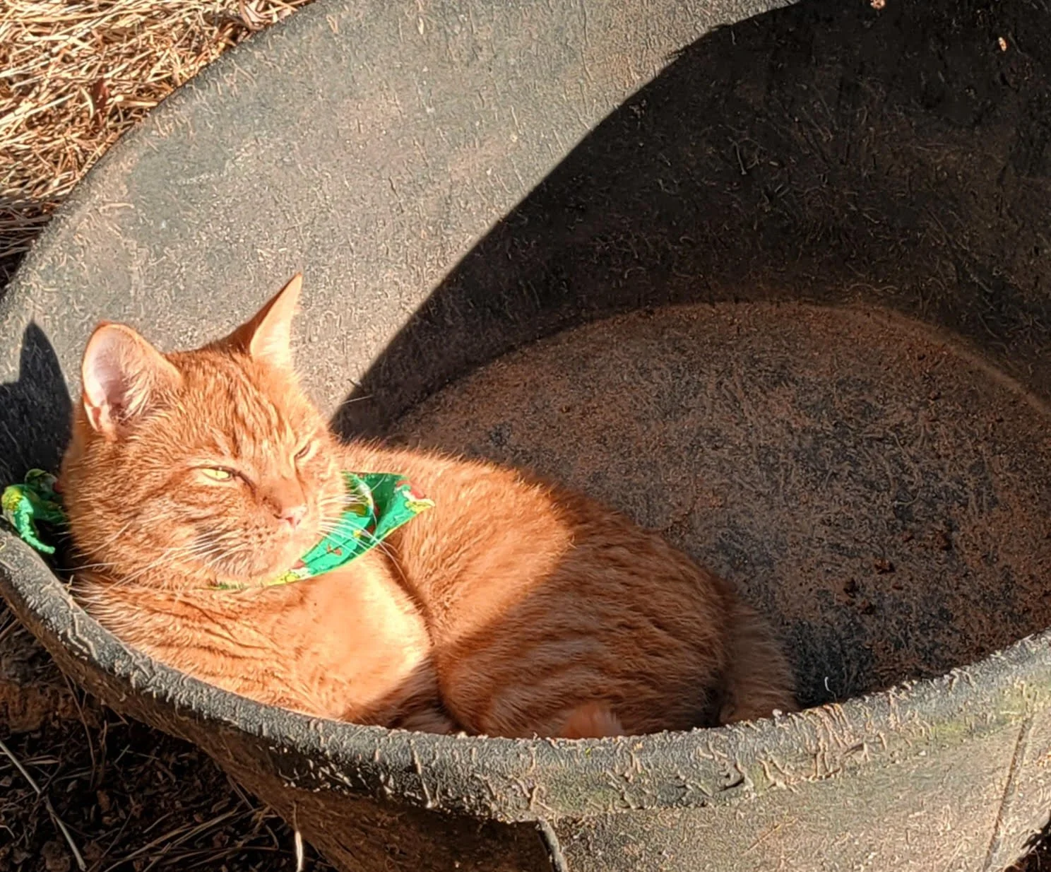 You all know Jake, the farm kitty, from his pictures draped over saddles and horse blankets in the tack room. But today, on such a beautiful sunny January day, Jake has chosen one of the horse's feed bowls. Jake enjoys a well rounded life at Southern