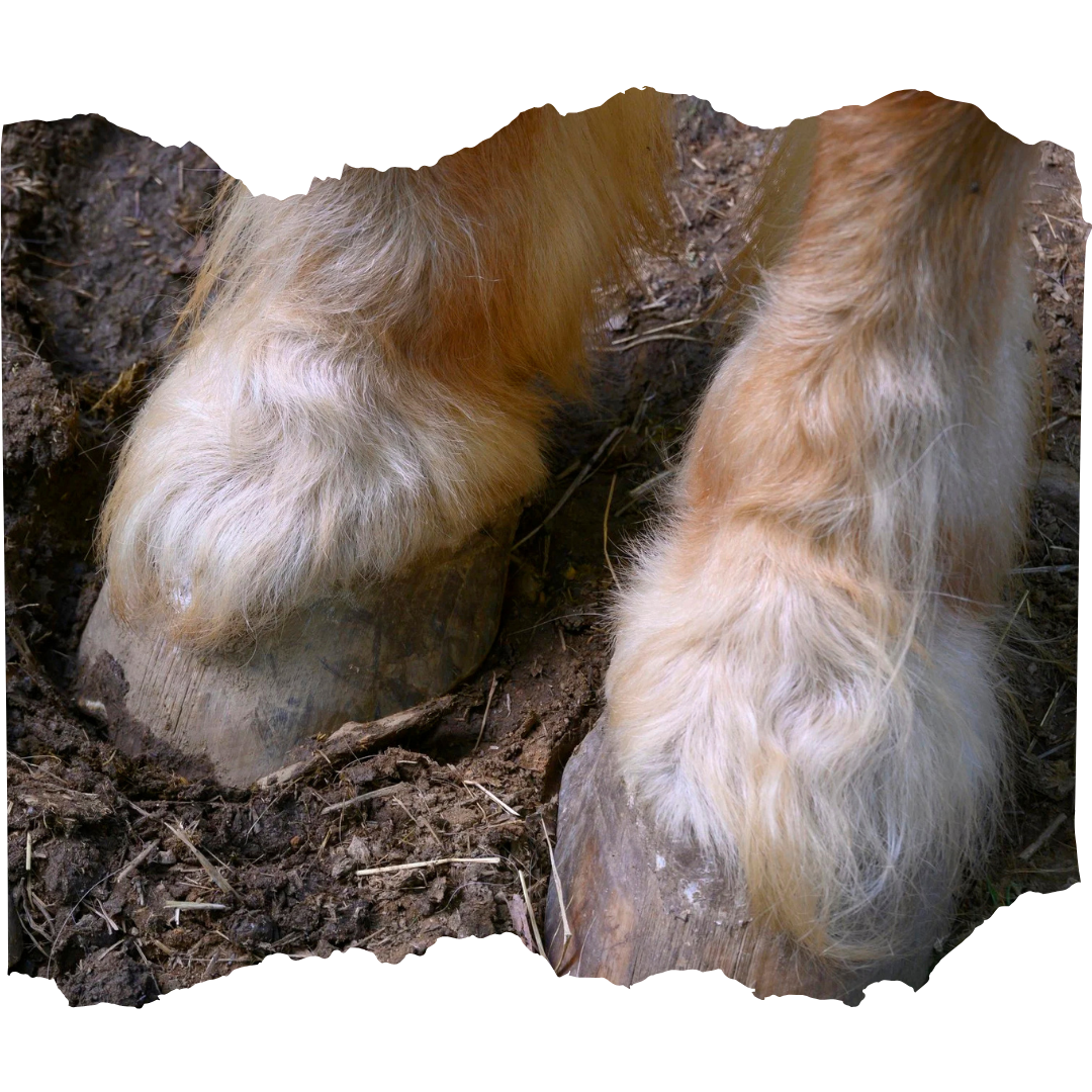 National Hoof Care Week: Why Healthy Hooves Matter