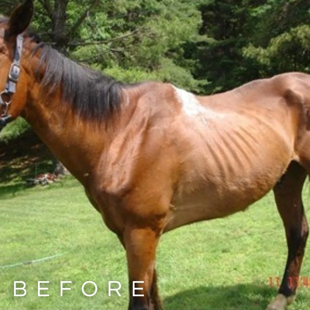 Meet Prince!

Prince came to SSFS in late Spring of 2011 through a local veterinary office.  Alleghany County Animal Control had seized the horse when so many complaints were logged about a horse that was being starved. 

The owner was cited and the 