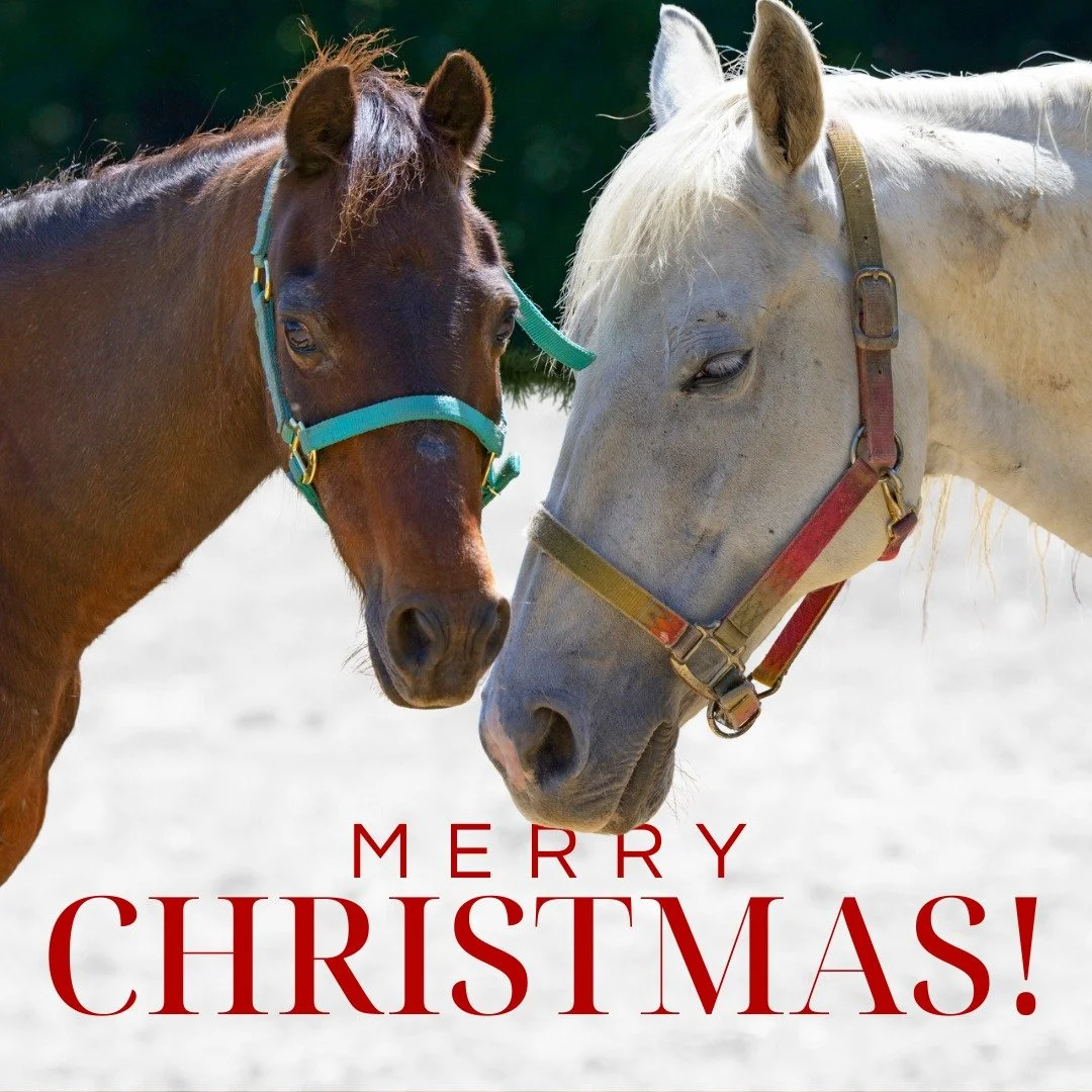 Merry Christmas from all of us at Southern Sun Farm Sanctuary! 🌟🐴 Wishing you a joyful holiday filled with love, kindness, and furry friends.

#merrychristmas #horserescue #SanctuaryStrong