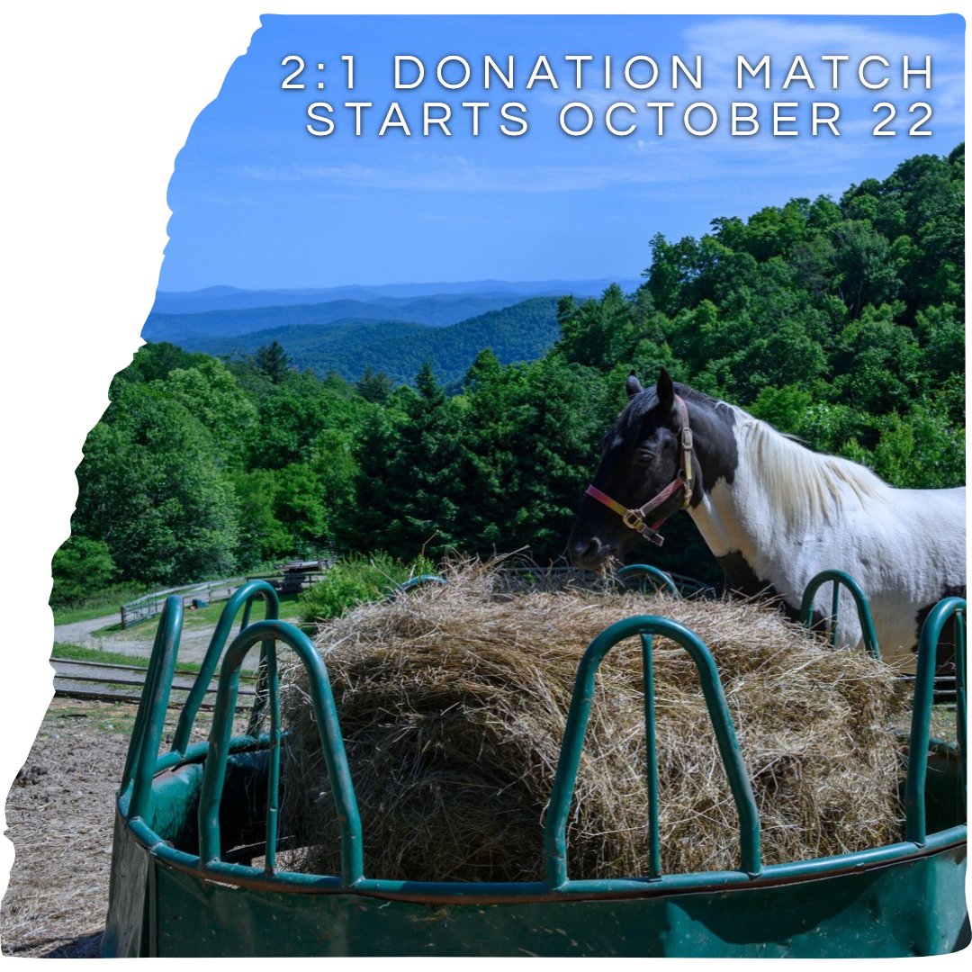 Double Your Impact for Horse Rescue This World Animal Month