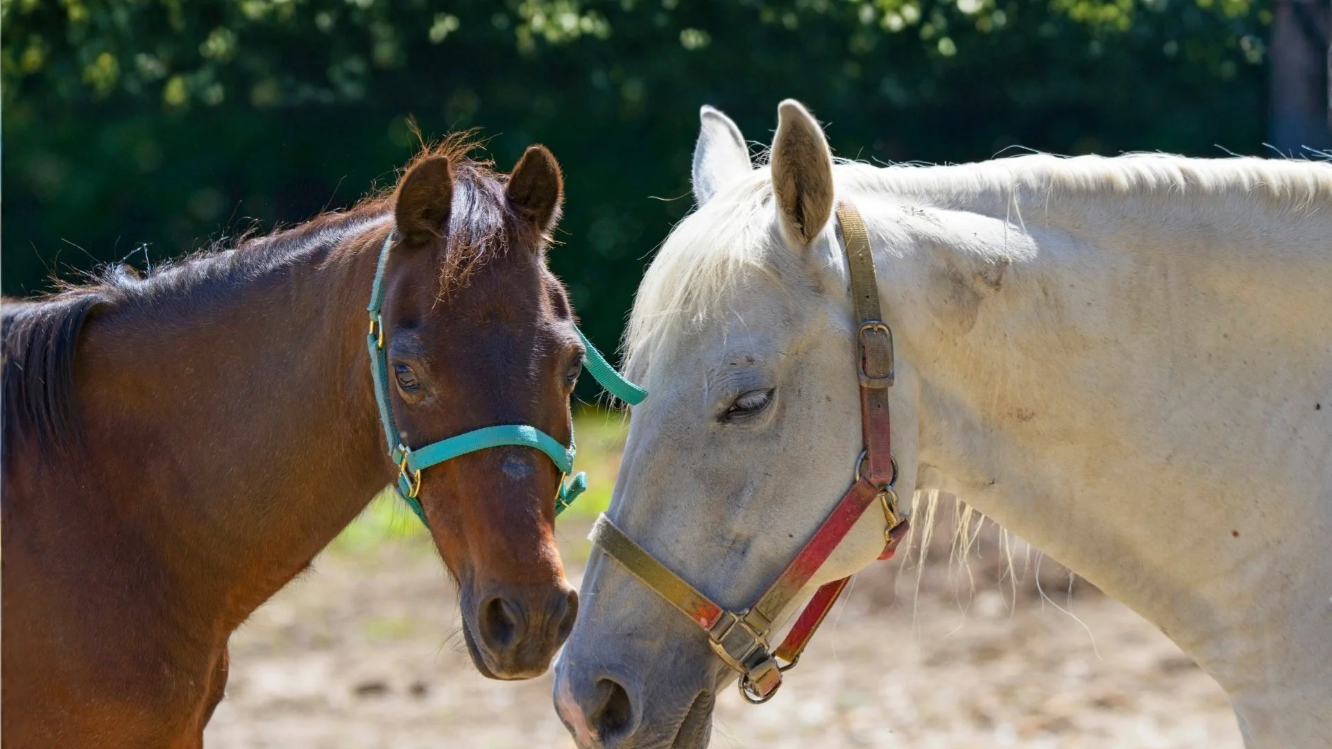 Southern Sun Farm Sanctuary World Animal Month donation campaign featuring Every.org's 2:1 matching opportunity to support horse rescue.