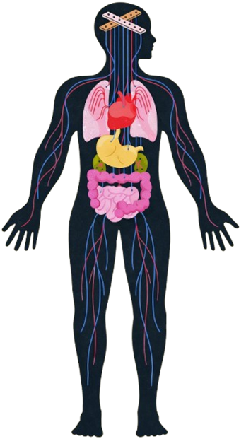 How Can Anxiety Be Seen Within Our Bodies?