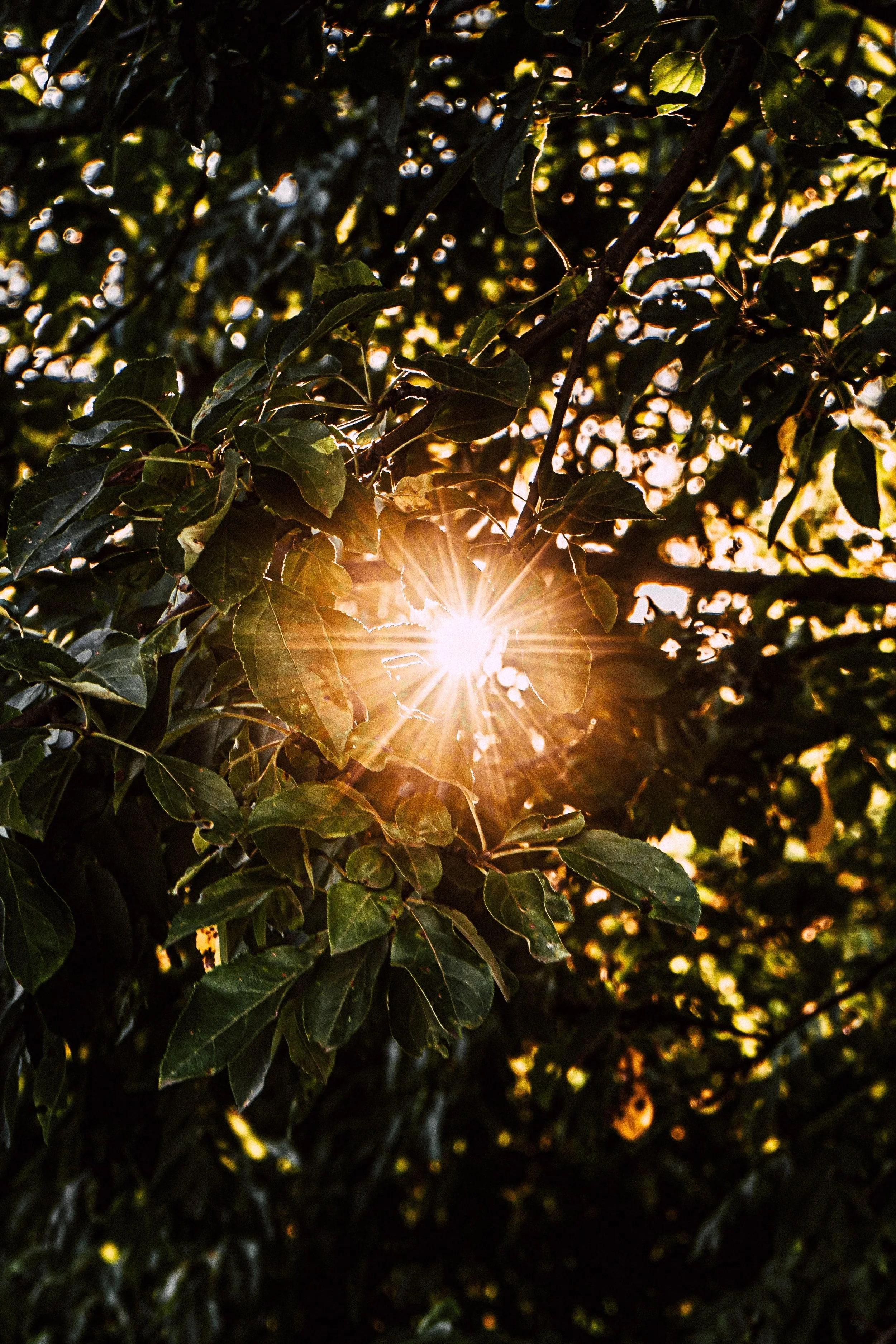 The gifts of an embodied life