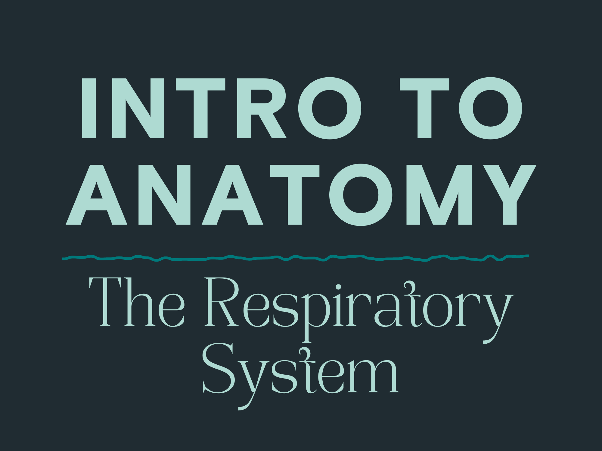 Intro to Anatomy: The Respiratory System