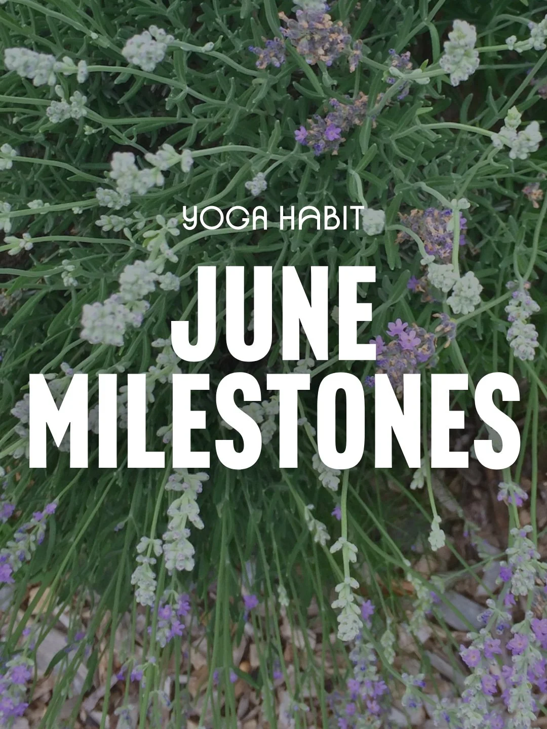 June Milestones! 🌸 

A huge congratulations to all of our members who reached a milestone this month! Every class is an investment in yourself, and it's always an honor to celebrate your dedication and consistency.

This month, we also celebrated an
