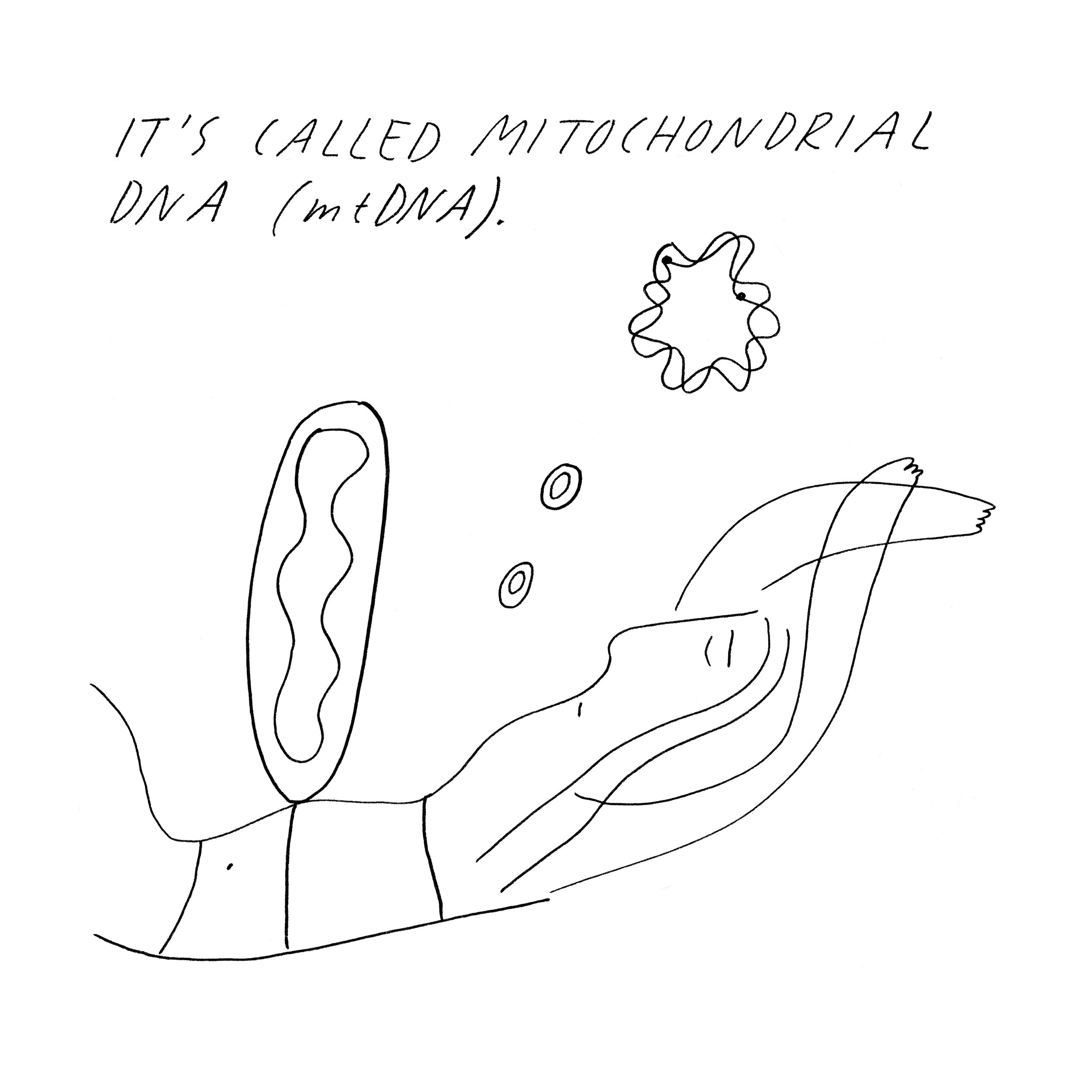mtDNA_final_02.jpg