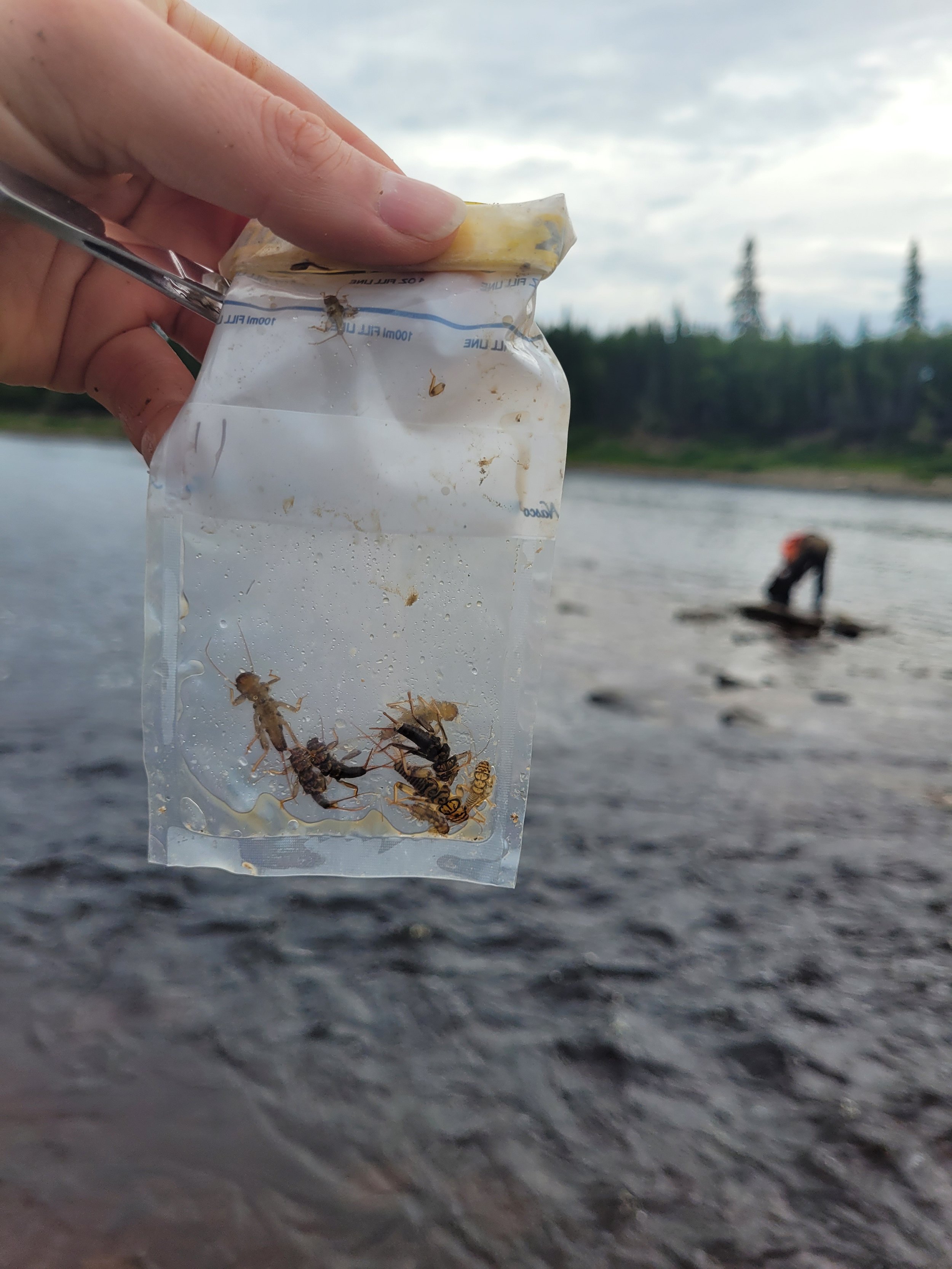 These are some of the bugs that live in the rocks on the North French River! 