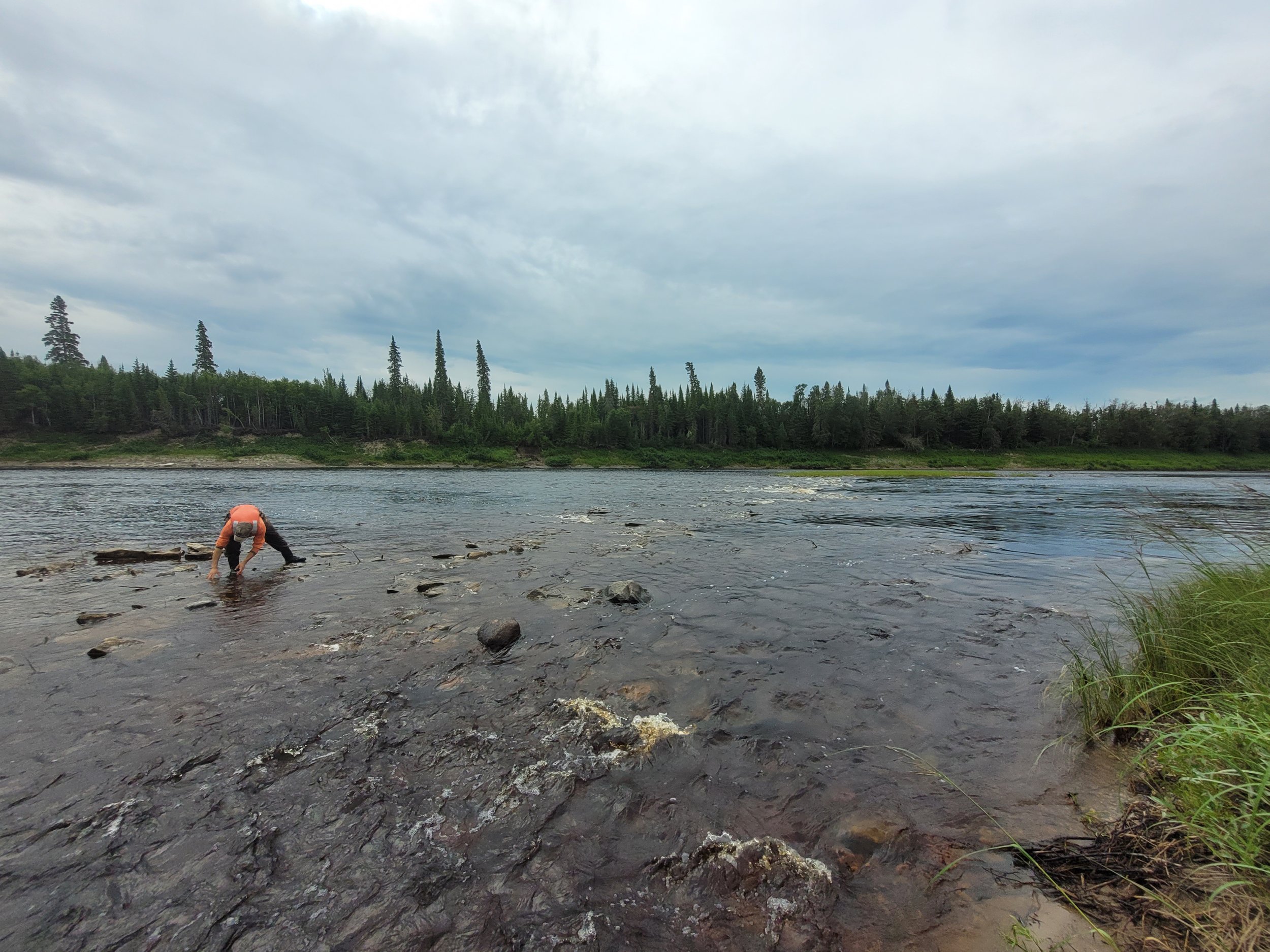 A researcher flips over some rocks to see if there are any bugs underneath in the beautiful North French River. 