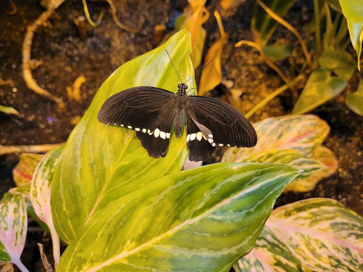 The group enjoyed our visit to Science North in Sudbury: especially the butterfly house! 