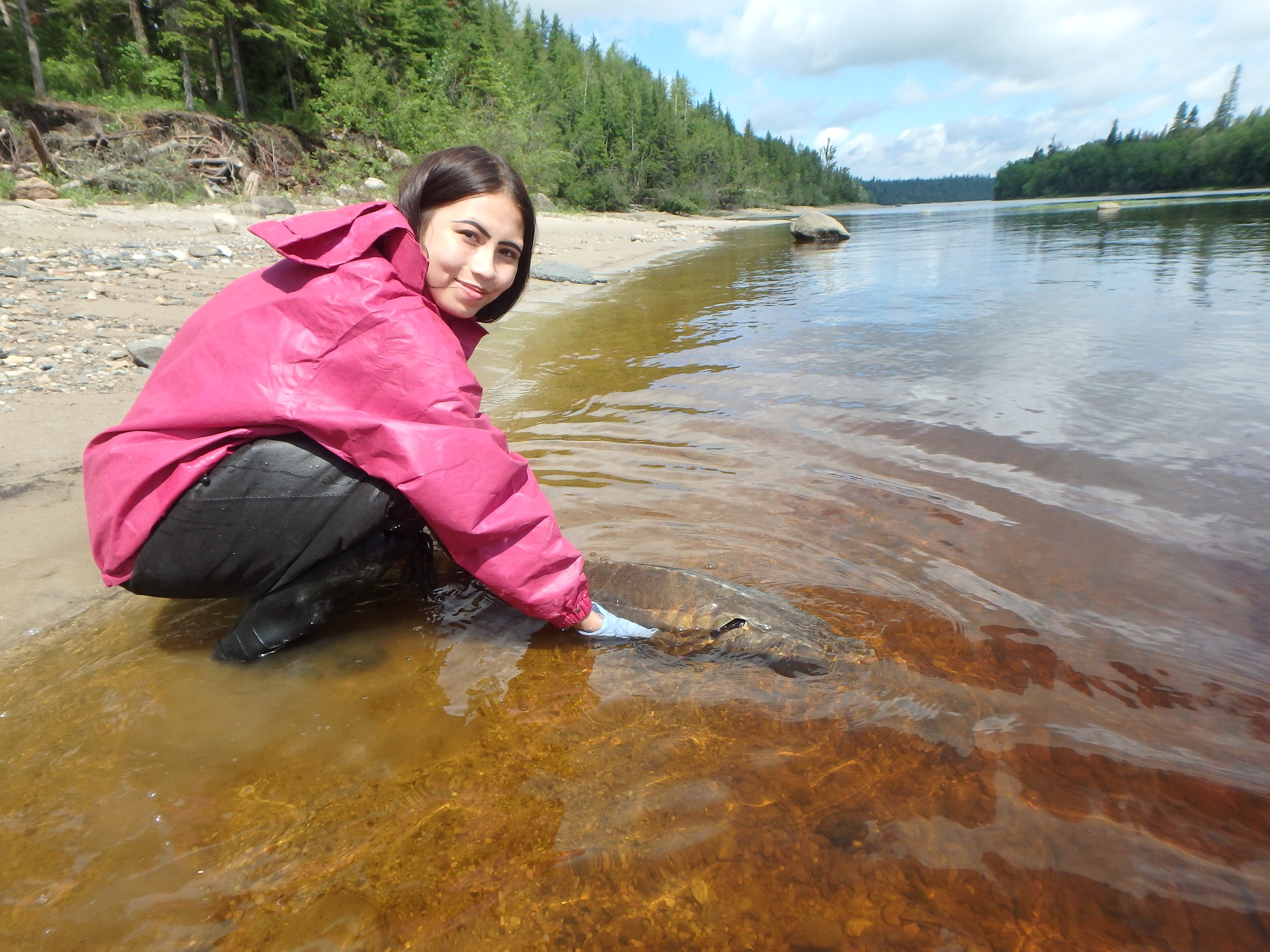 Ocean Skye Phillips (MCFN youth) has been a part of our lake sturgeon youth program since 2019. Here she releases a tagged lake sturgeon who will tell us how and where lake sturgeon use this river.