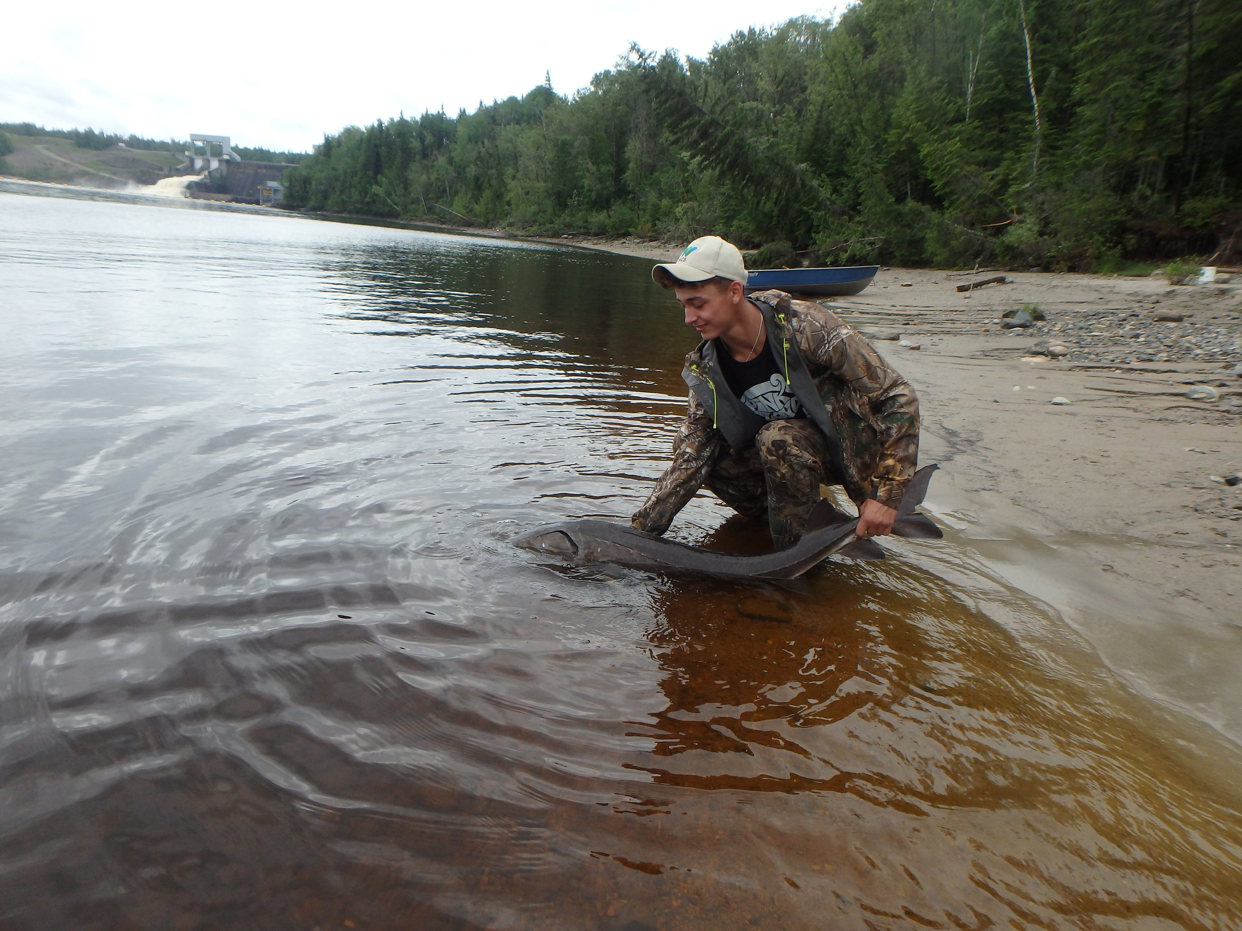 Justin Simard (MCFN youth) releases a lake sturgeon back into the water after it was sampled for the project. The samples from lake sturgeon can tell us about their health in this river.