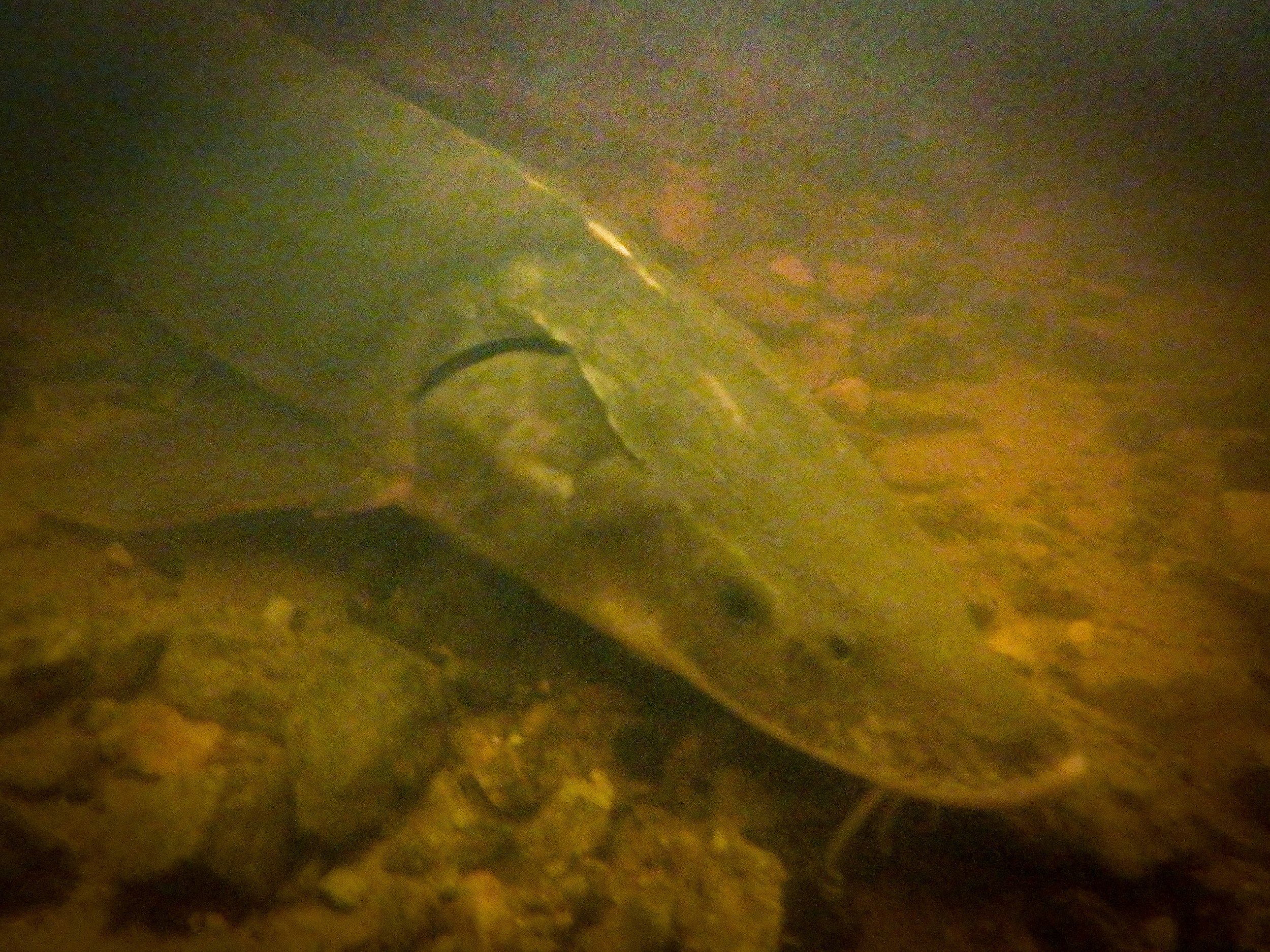 A glimpse at lake sturgeon (namew) underwater.