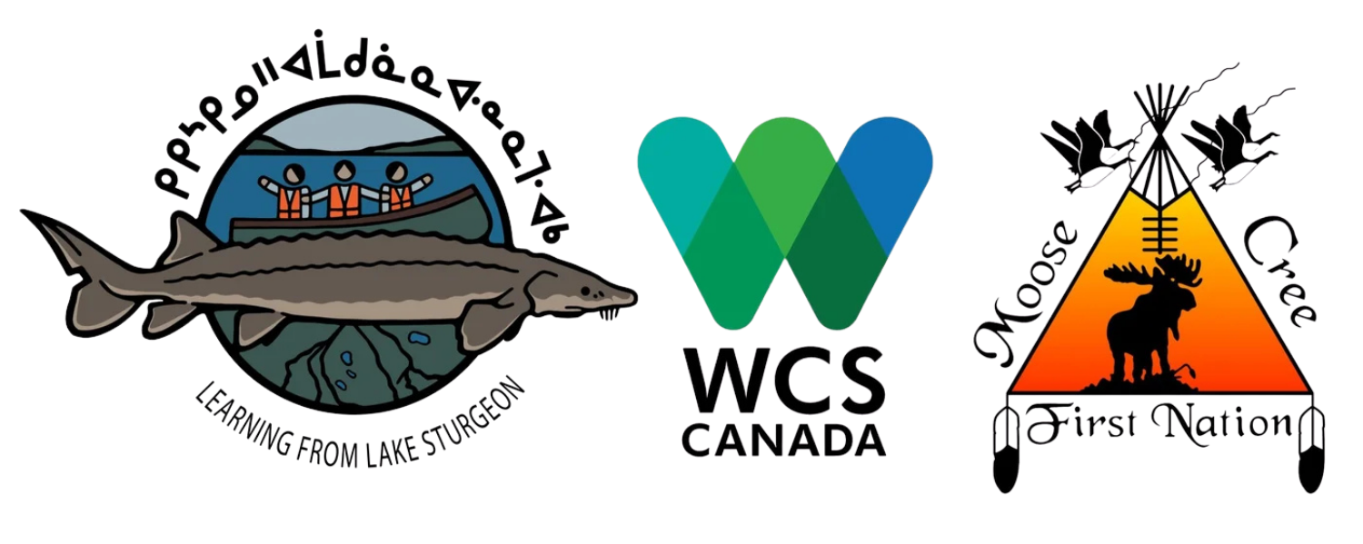 Learning From Lake Sturgeon