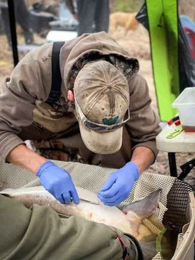 A photo of a person stitching a lake sturgeon back up after having inserted an acoustic tag. The fish is submerged in water so it can still breathe.