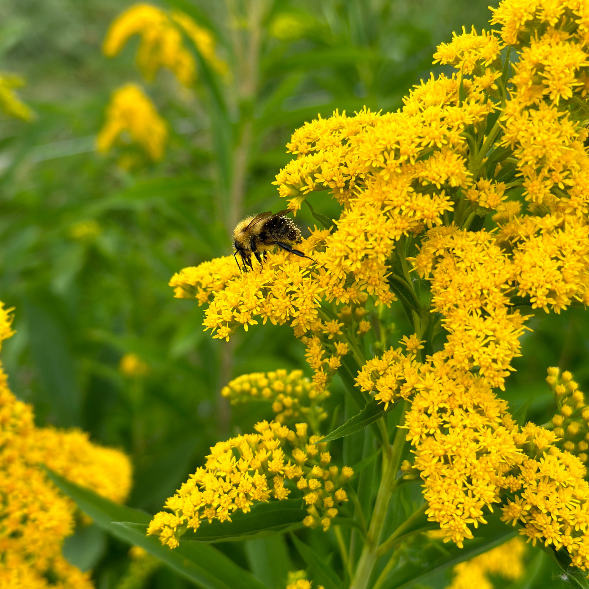studioEVIG - Dried Solidago (GoldenRod) for natural dyeing - yellow dye