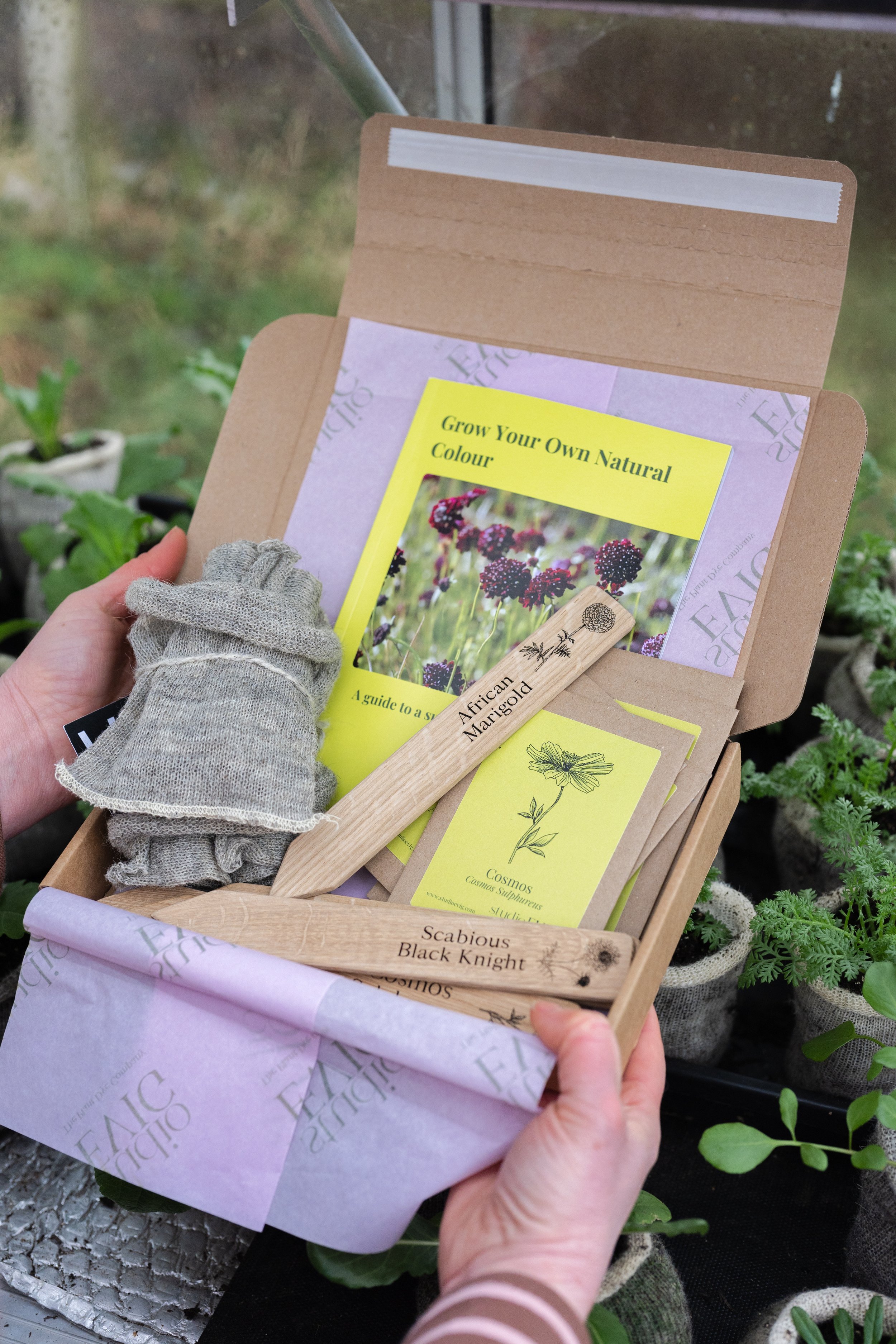studioEVIG - Grow summer colour kit in greenhouse.jpg